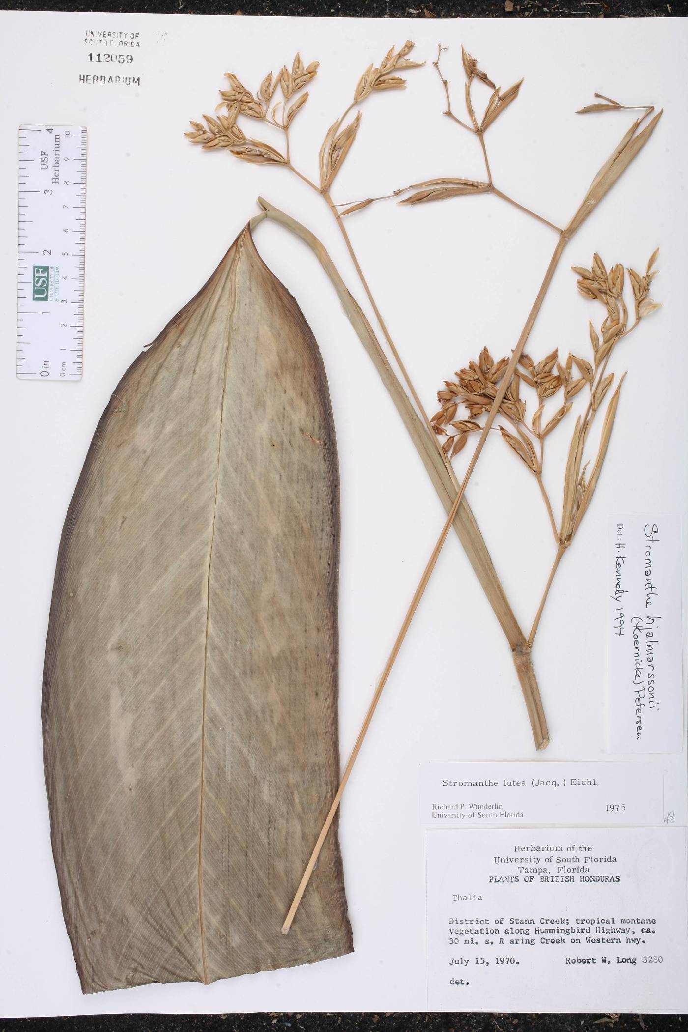 Stromanthe hjalmarssonii image