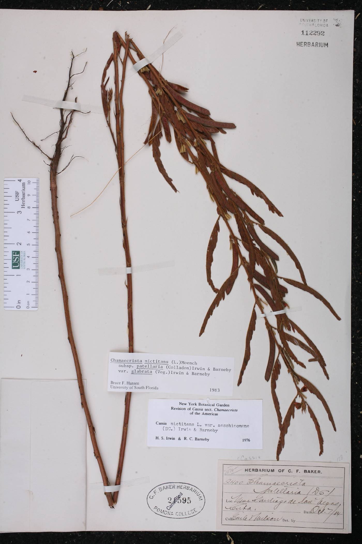 Chamaecrista nictitans subsp. patellaria image