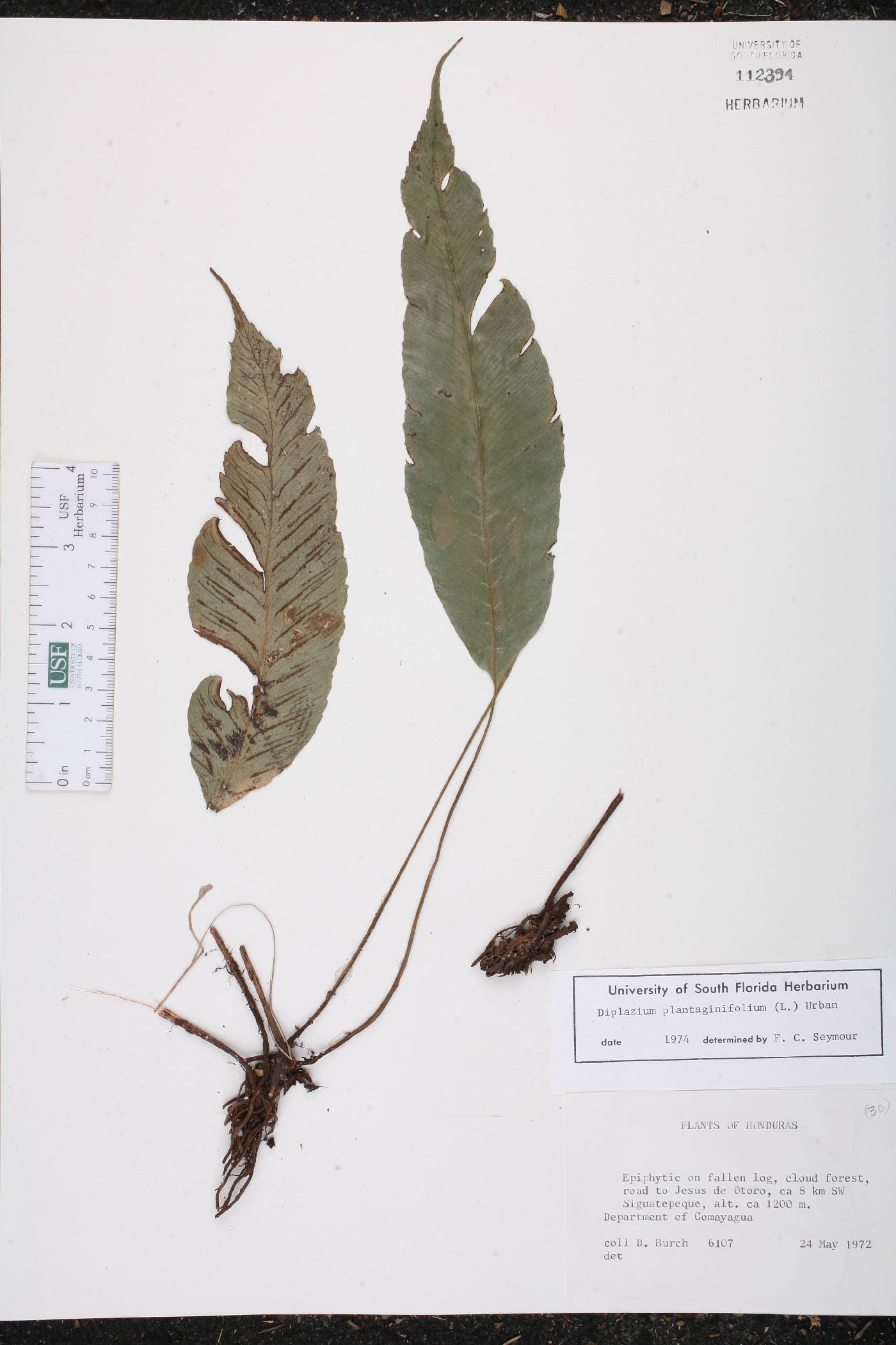 Diplazium plantaginifolium image
