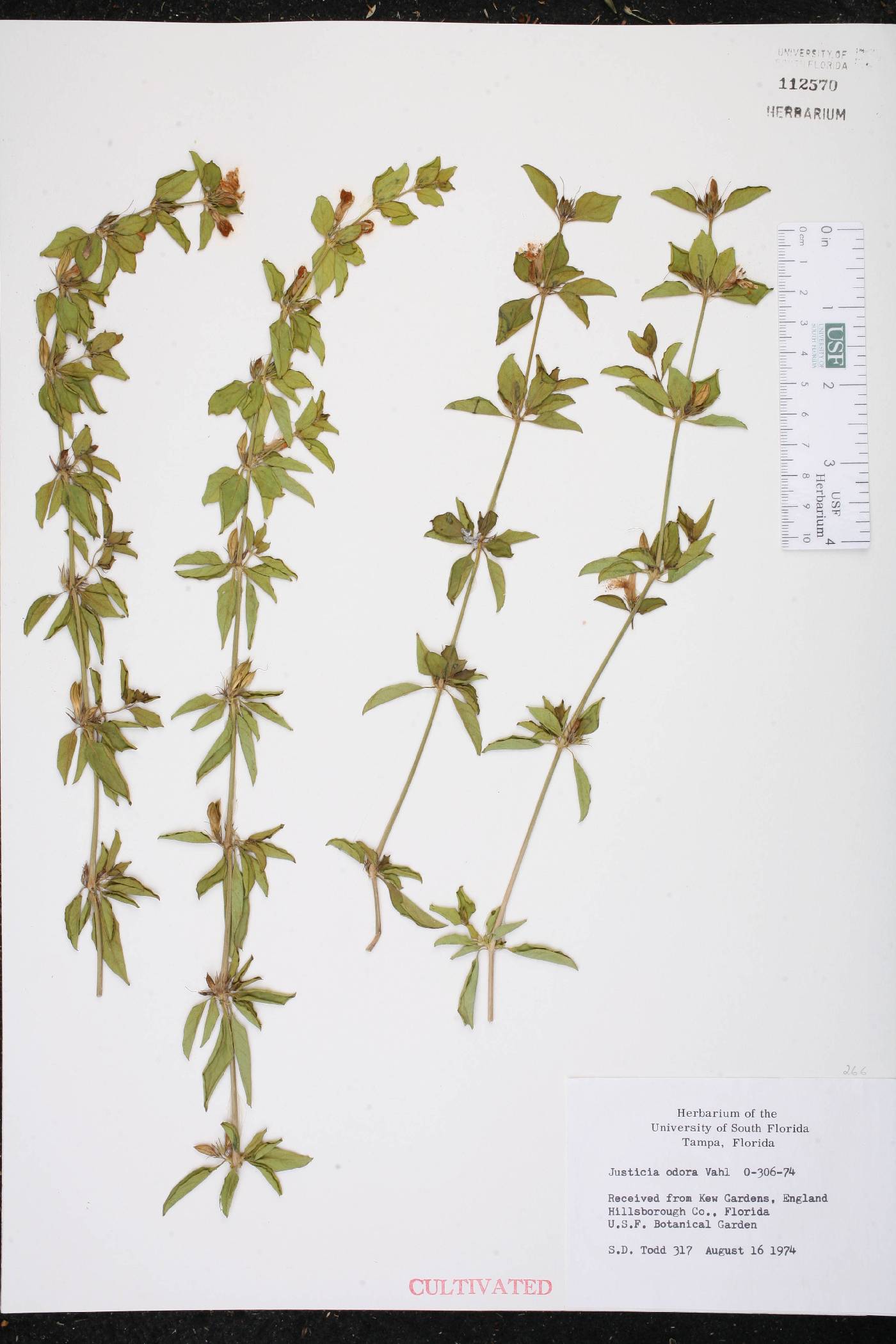 Justicia odora image