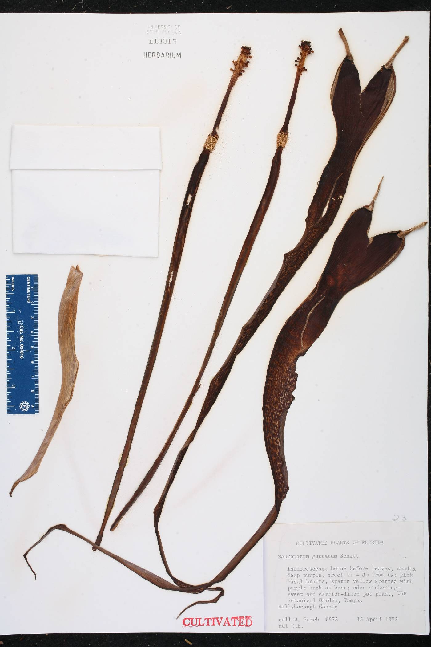 Sauromatum venosum image