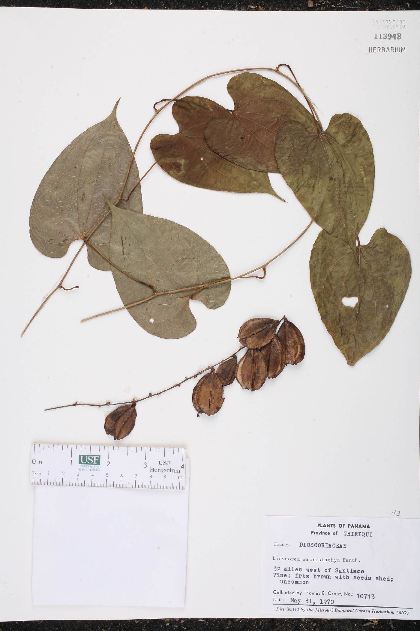 Dioscorea macrostachya image