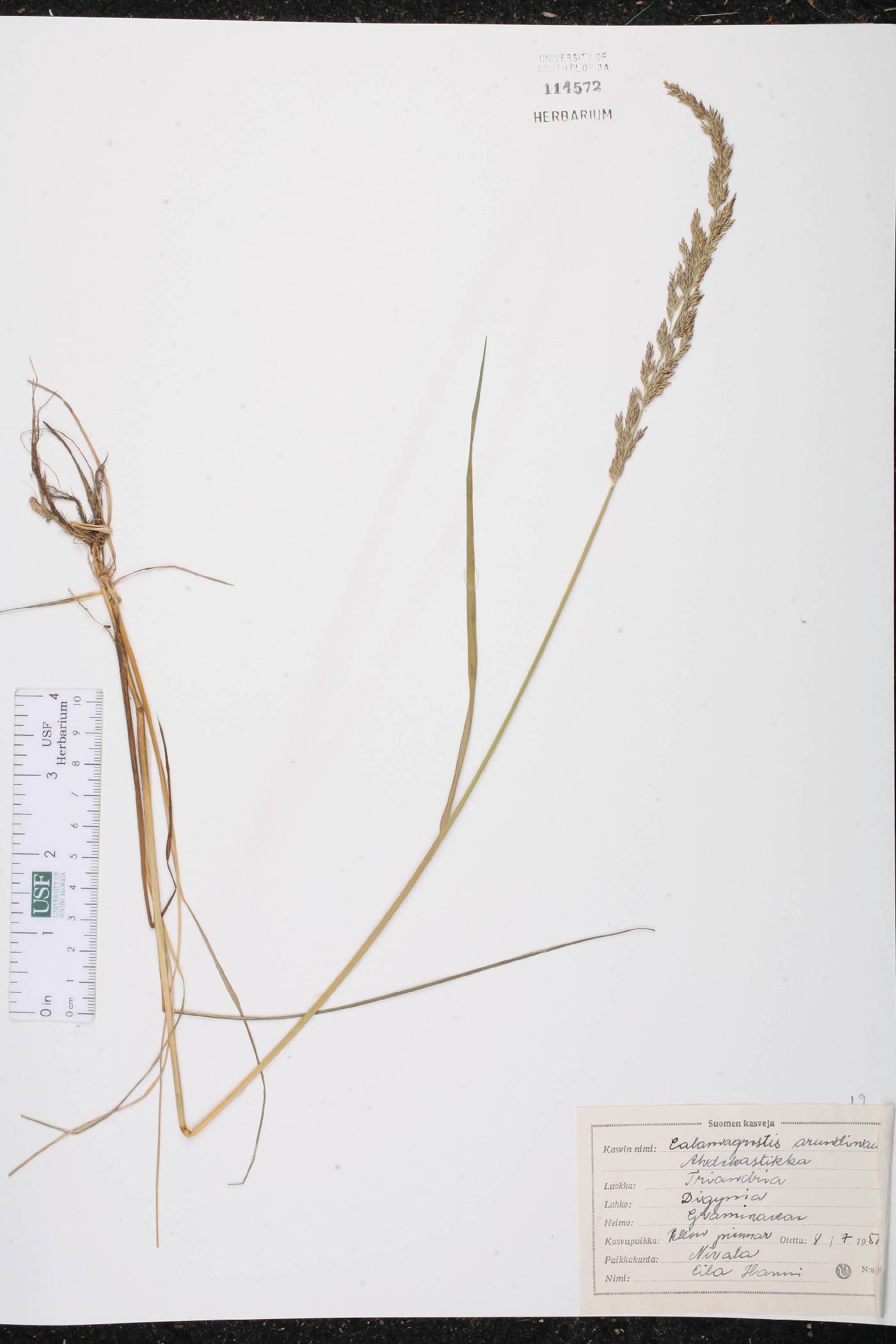 Calamagrostis arundinacea image