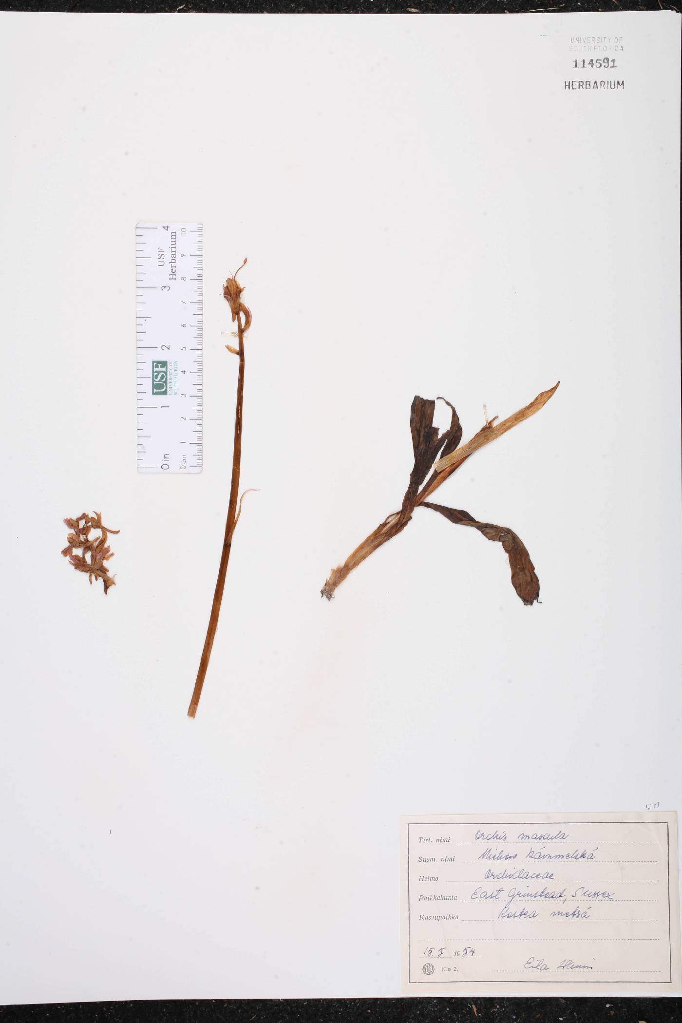 Orchis mascula image