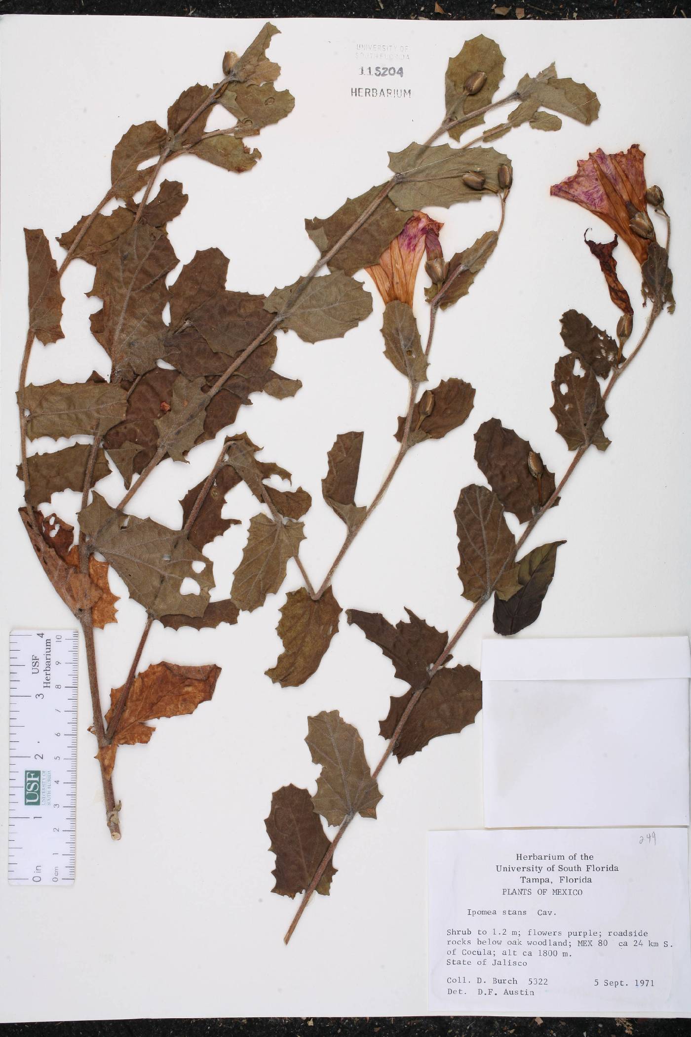 Ipomoea stans image