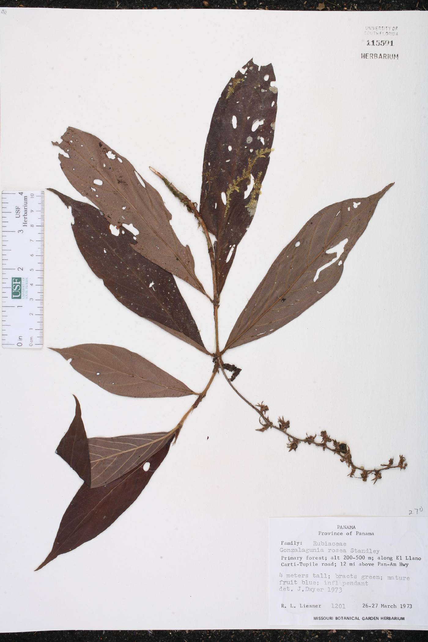 Gonzalagunia rosea image