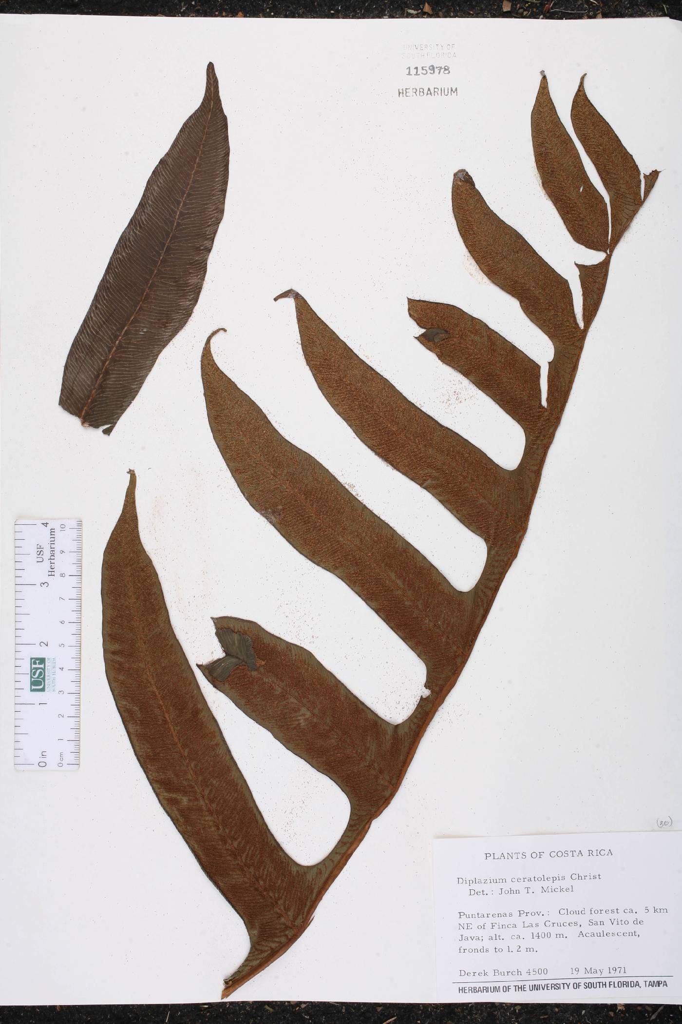 Diplazium ceratolepis image