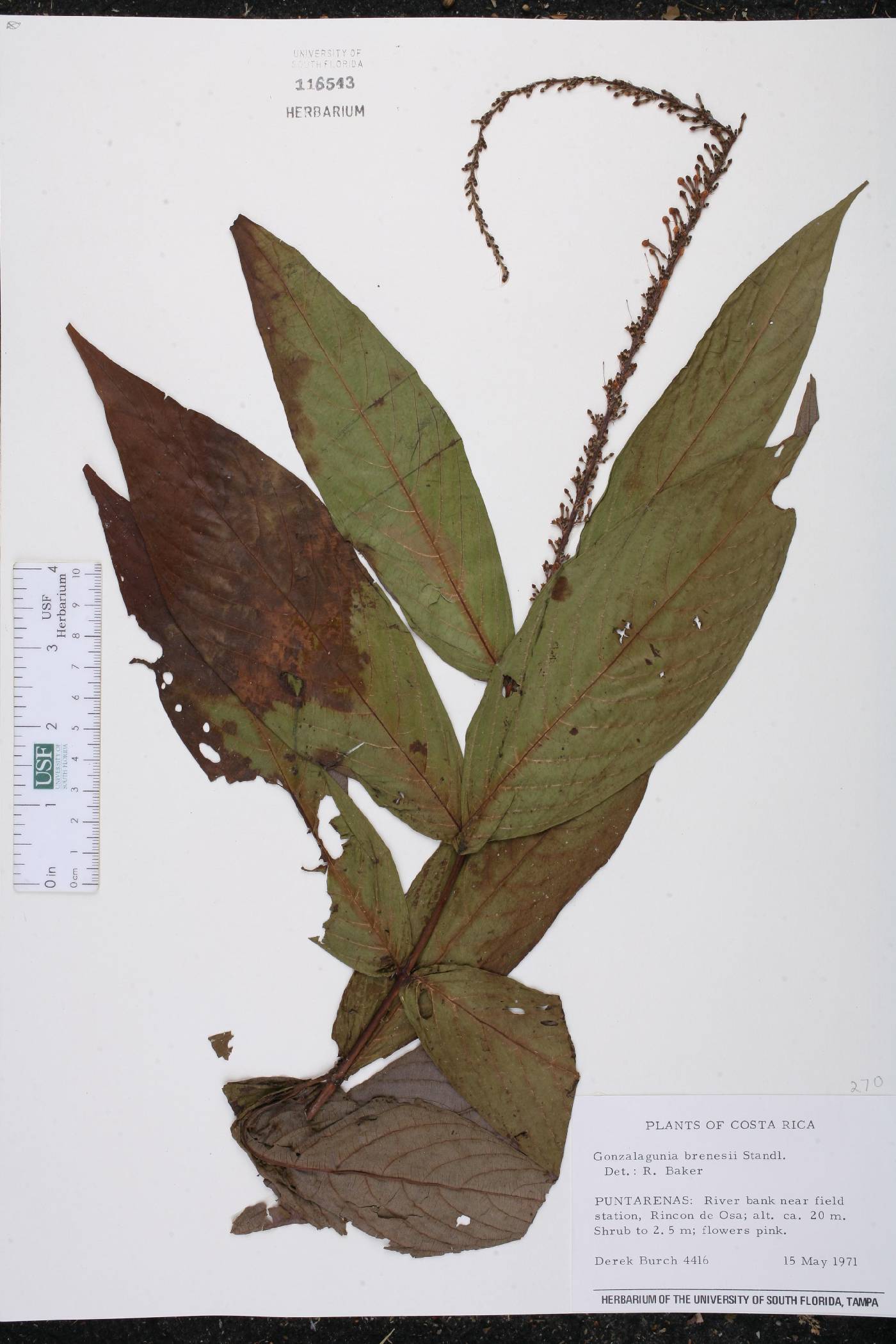 Gonzalagunia brenesii image