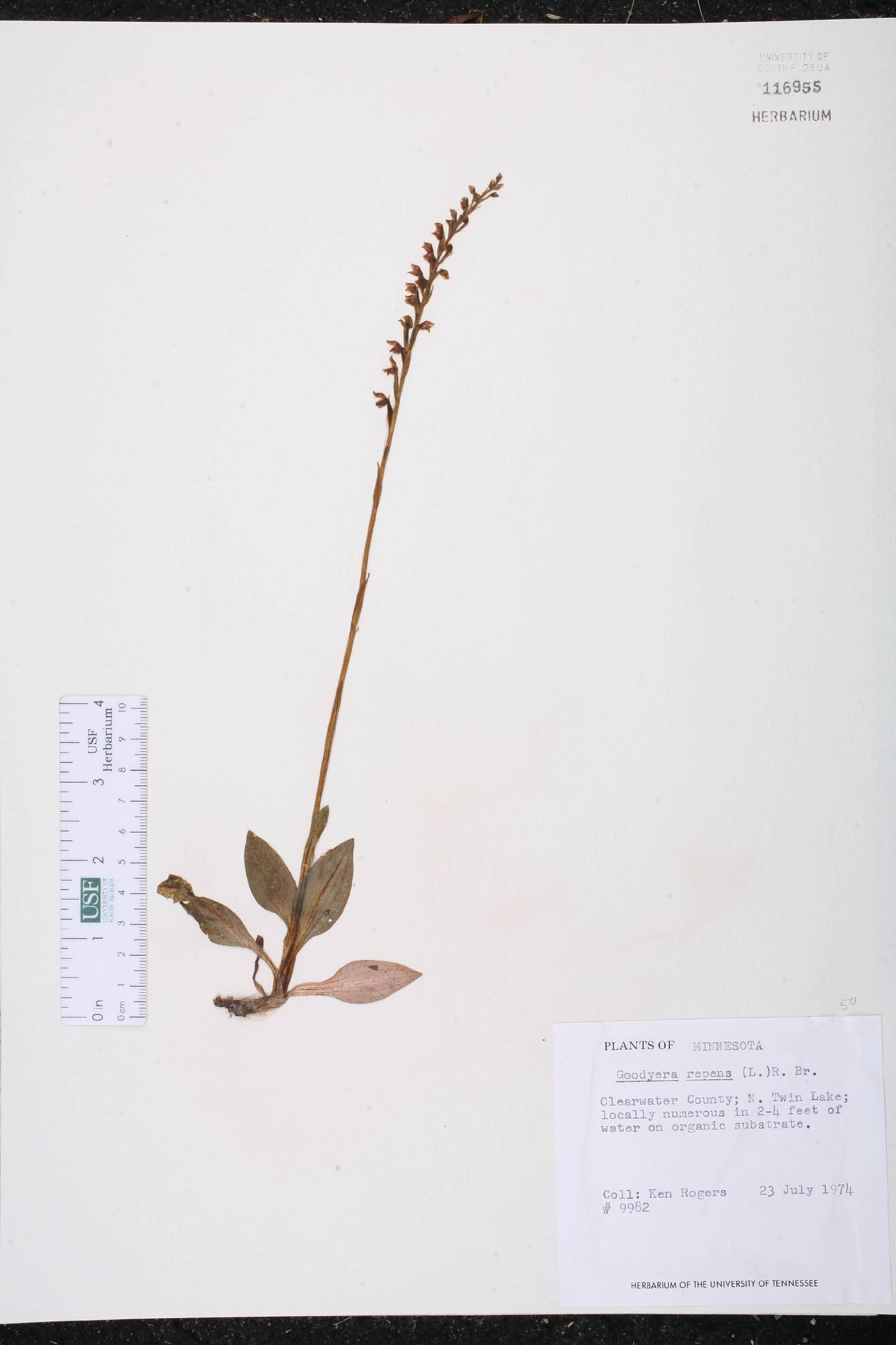 Goodyera repens image