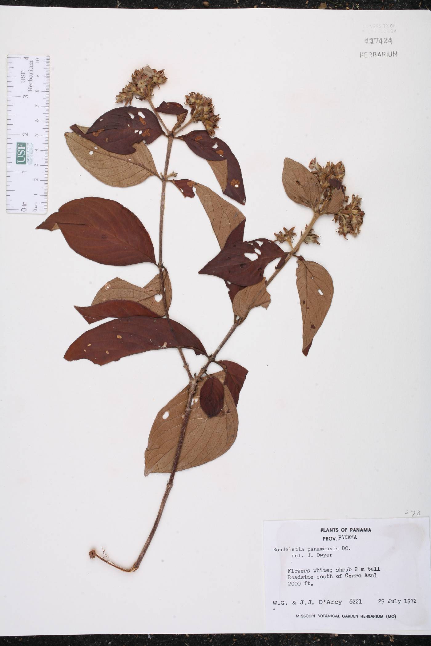 Rondeletia panamensis image