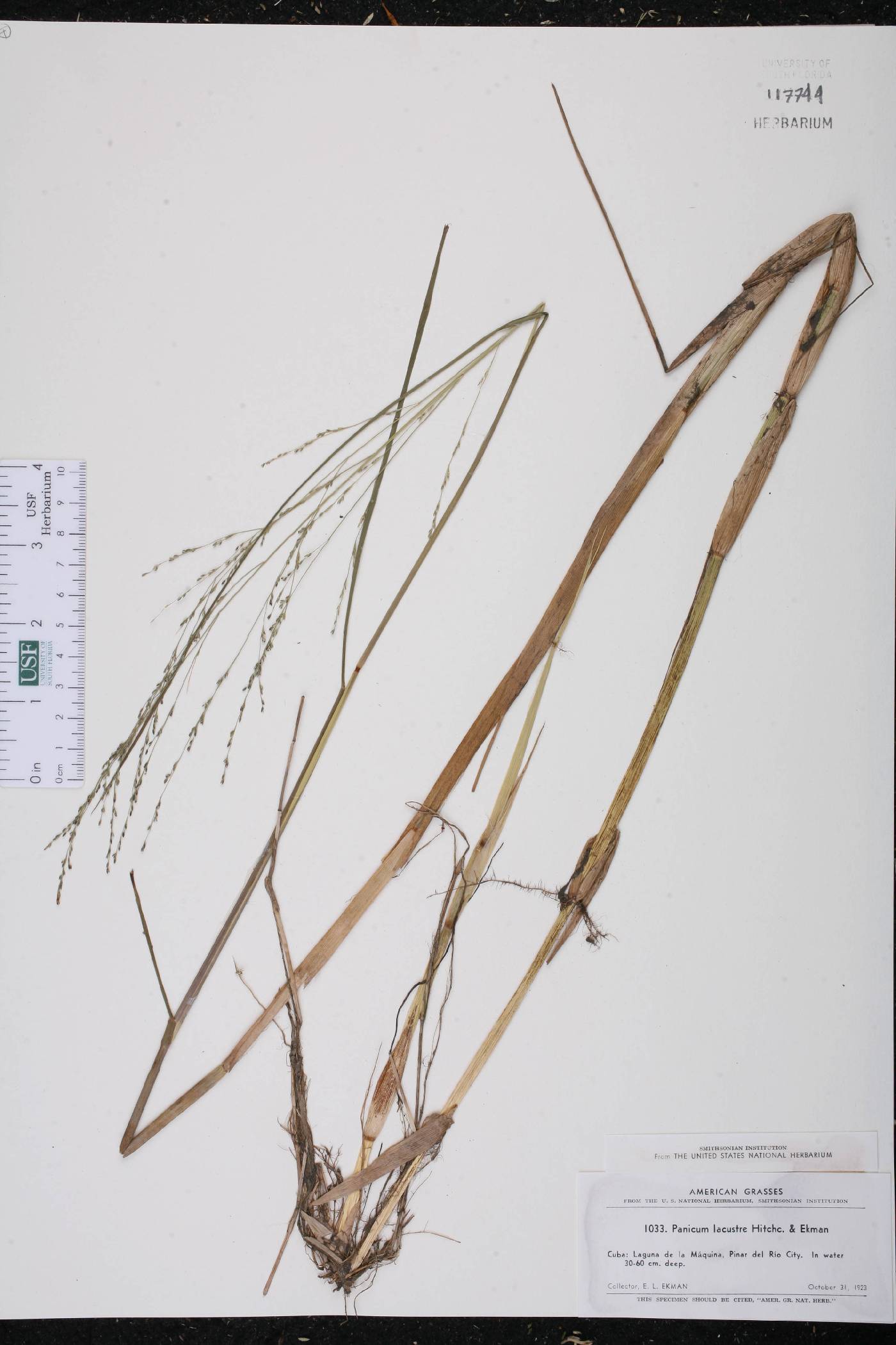 Panicum lacustre image