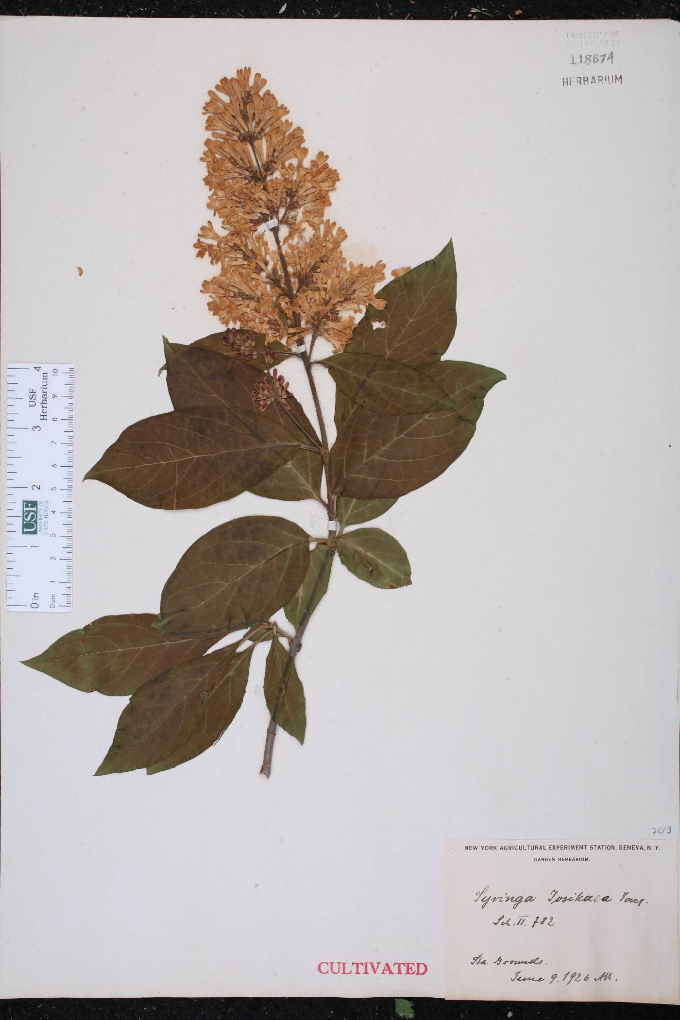 Syringa josikaea image