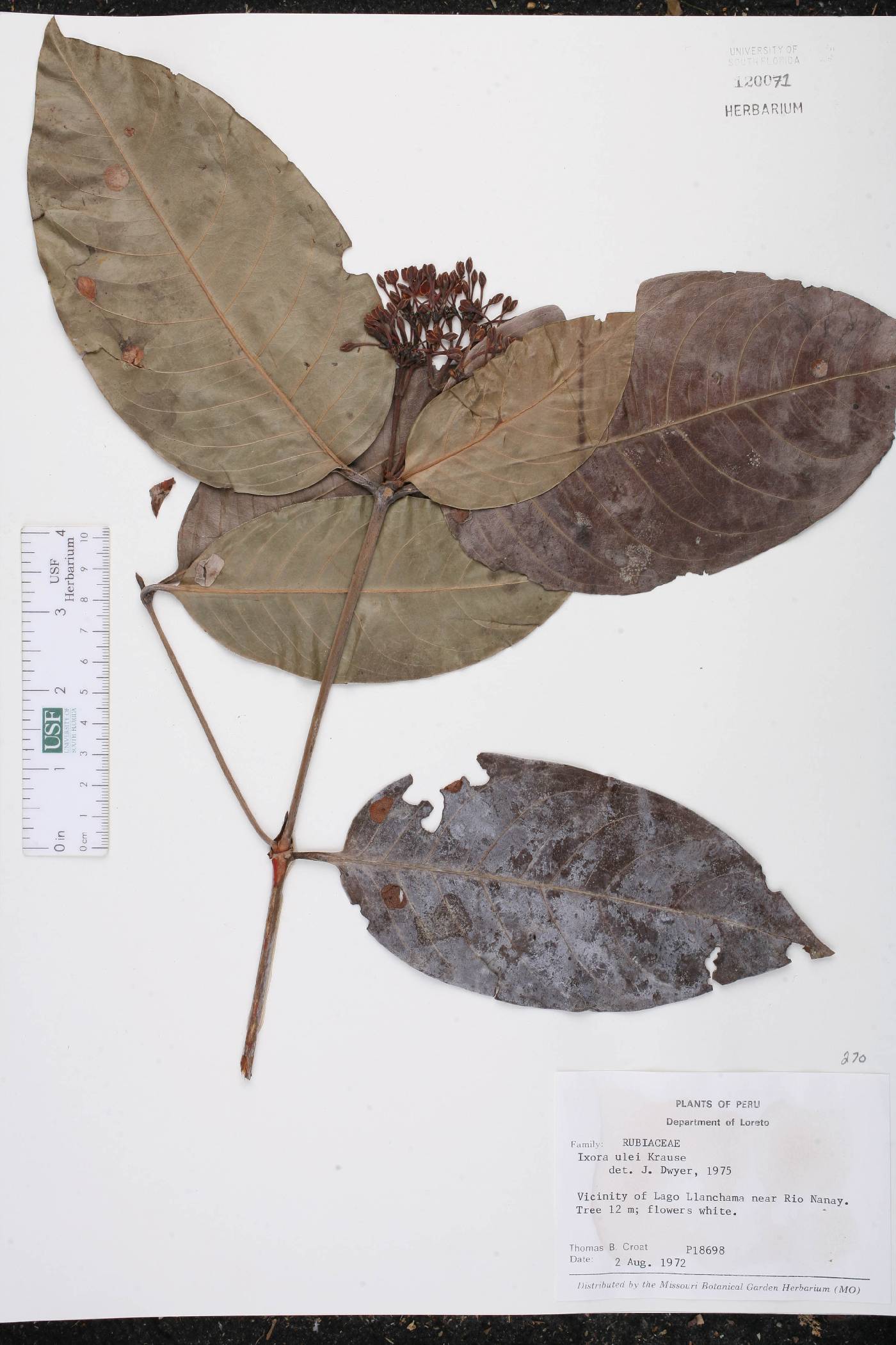 Ixora sparsifolia image
