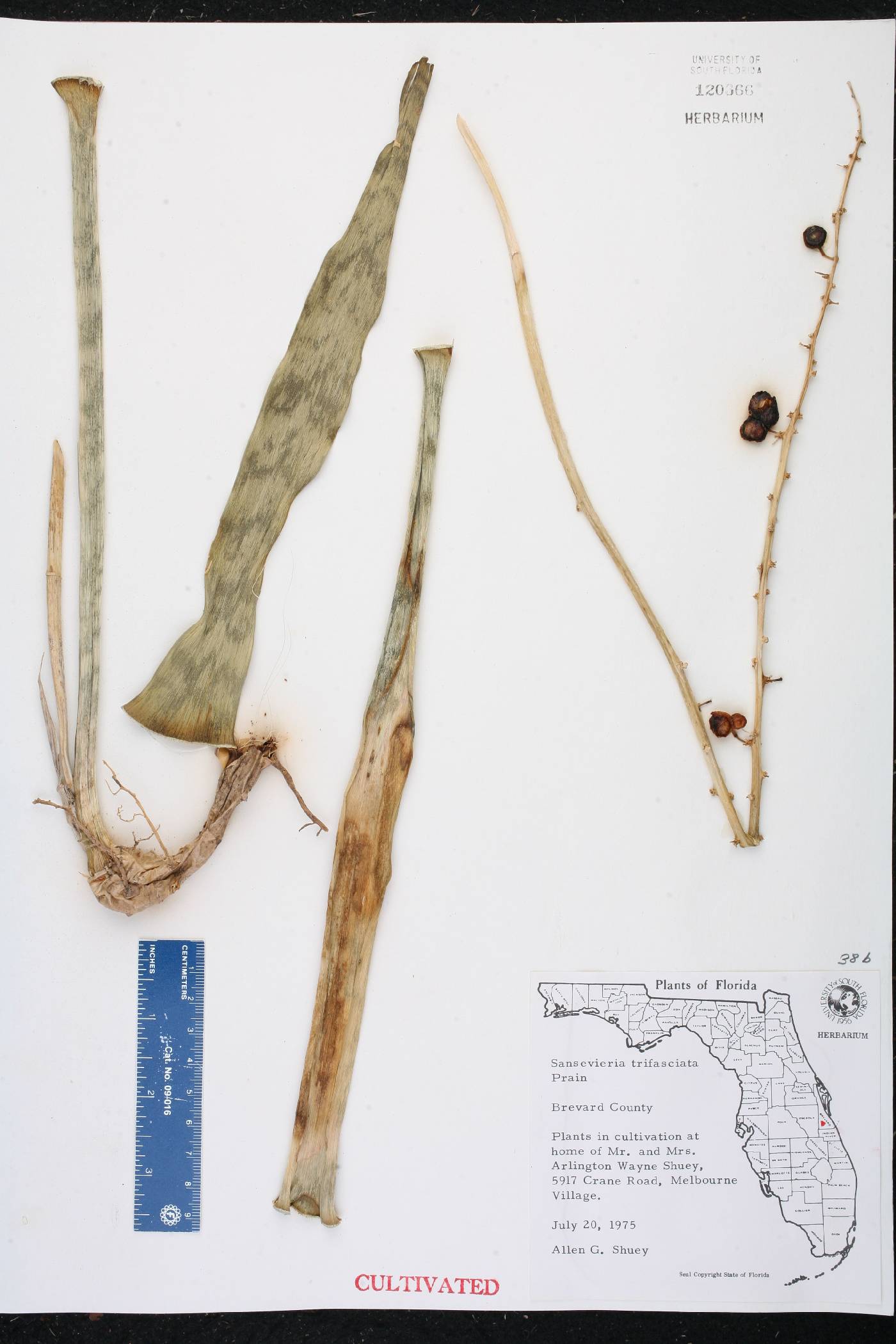 Dracaena trifasciata image