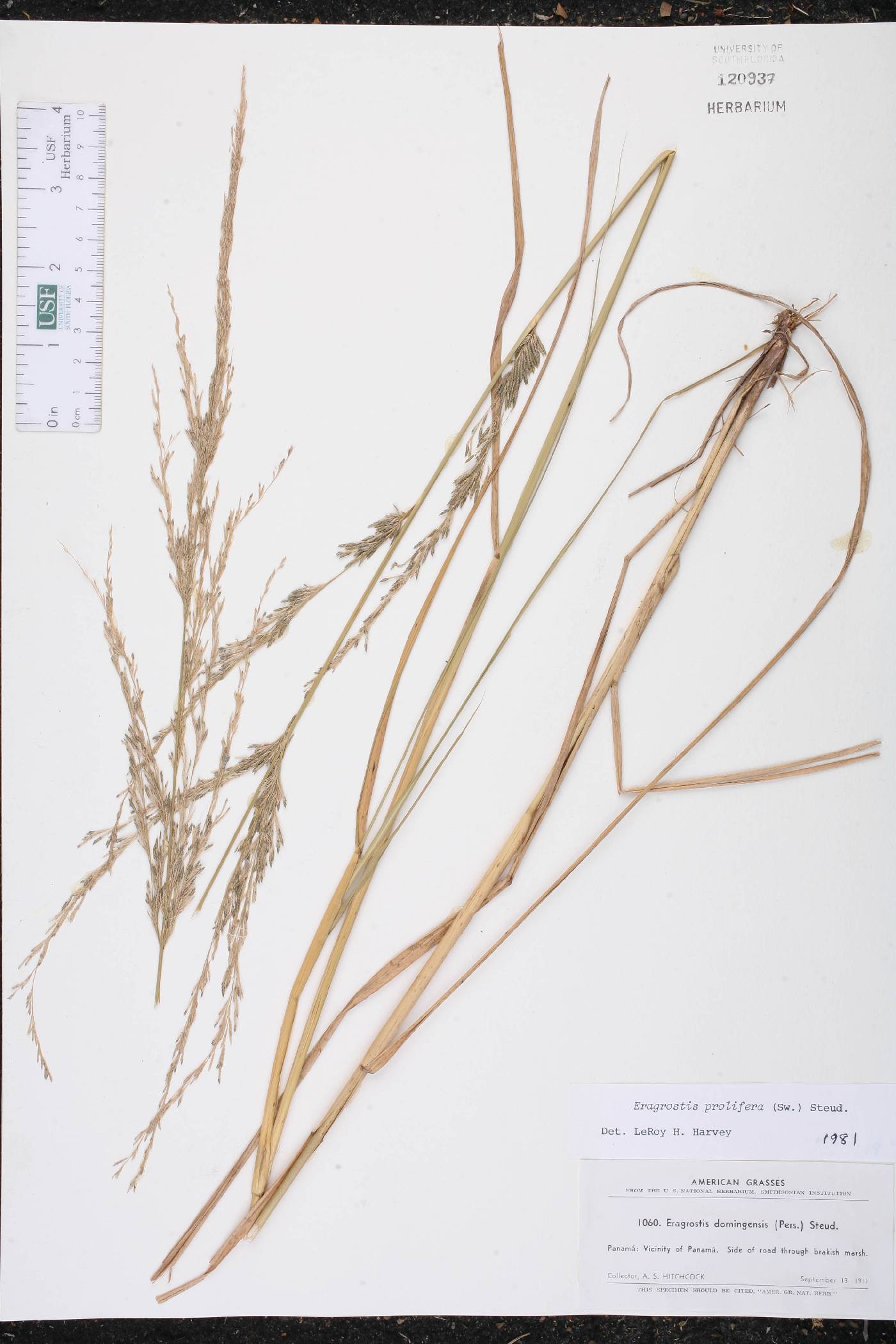 Eragrostis prolifera image