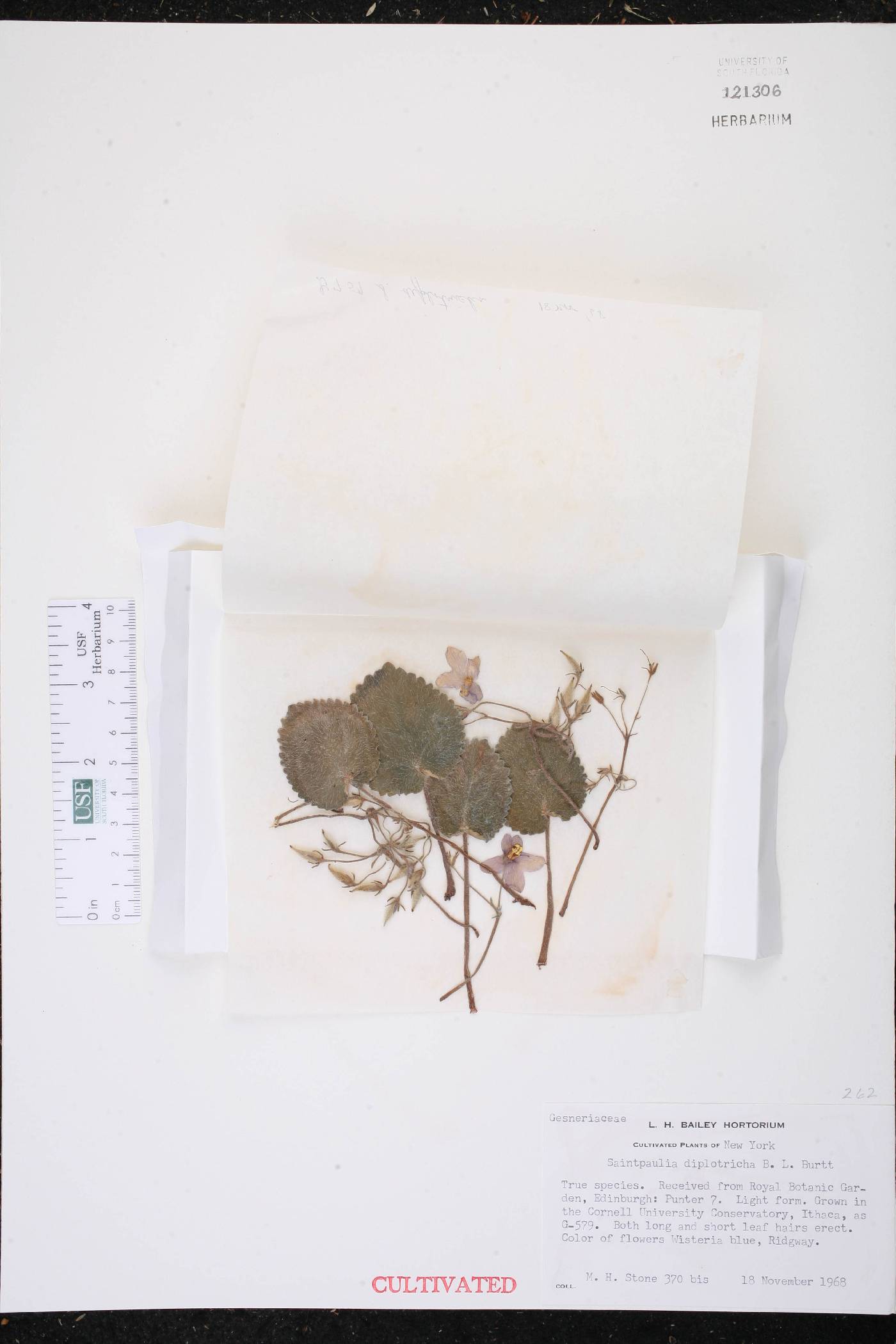 Saintpaulia ionantha var. diplotricha image