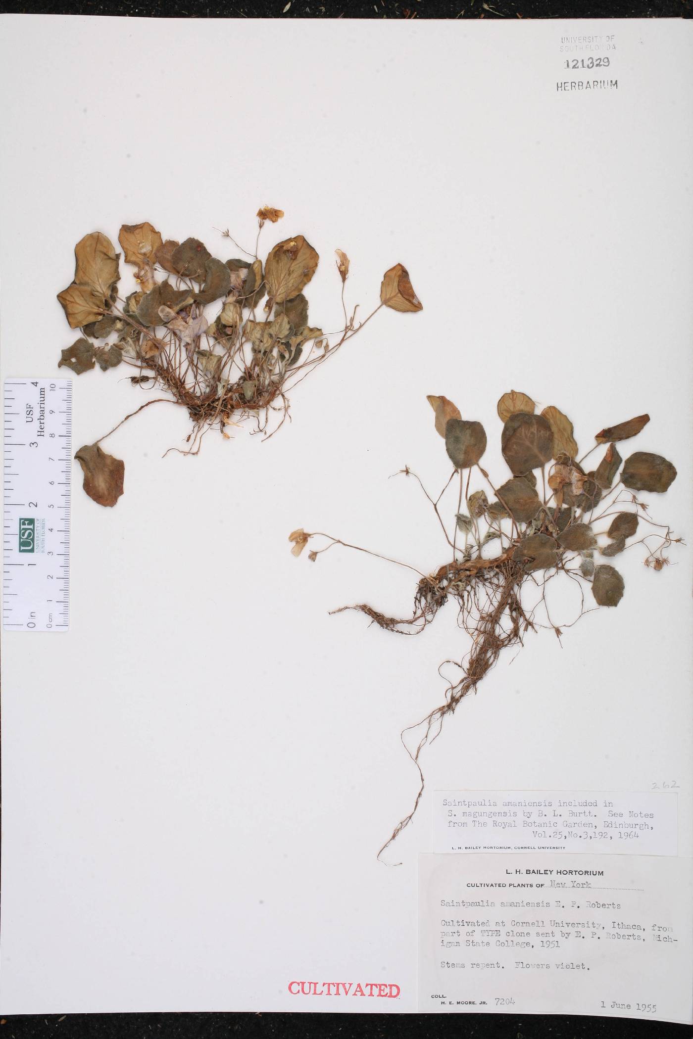 Saintpaulia ionantha subsp. grotei image