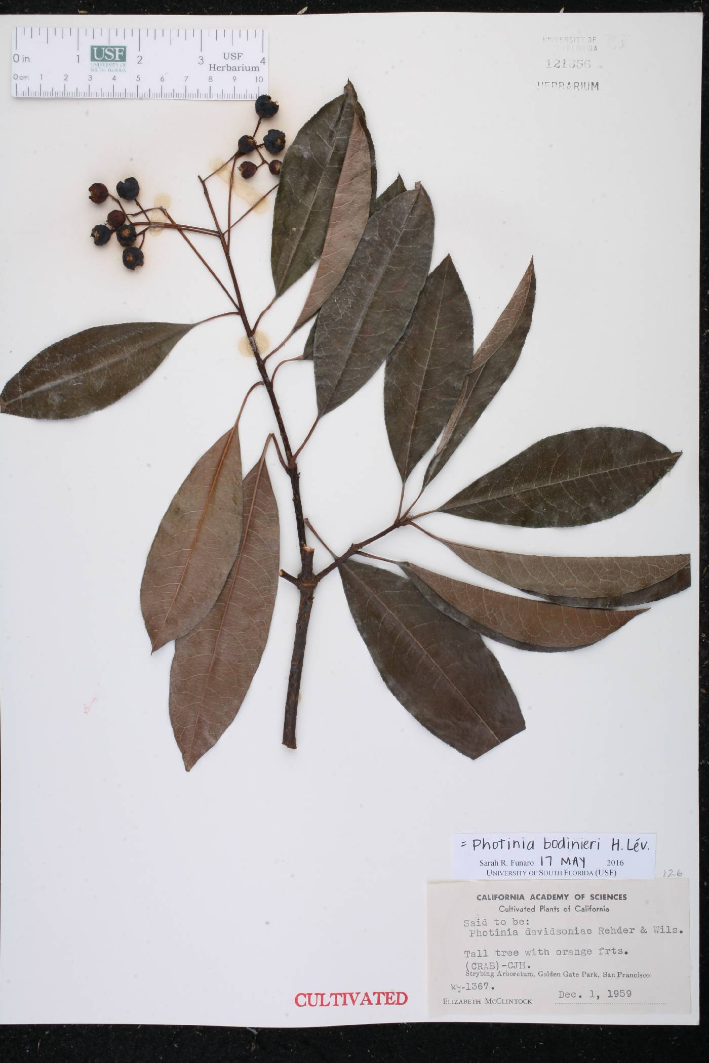 Photinia bodinieri image