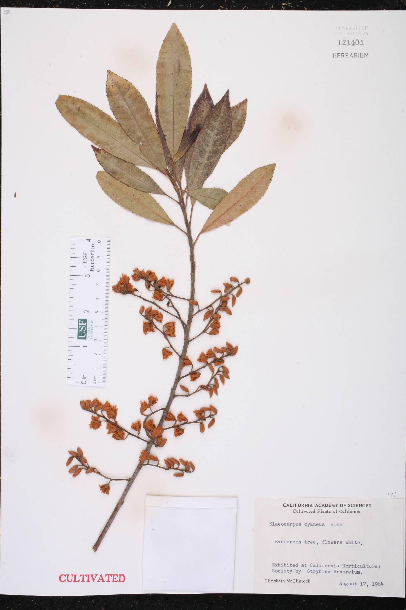 Elaeocarpus cyaneus image