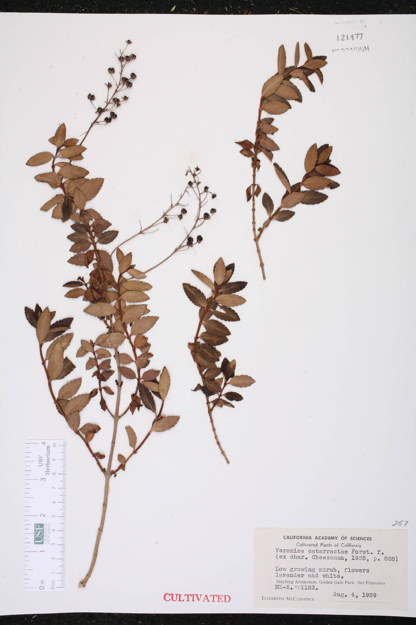 Veronica catarractae image