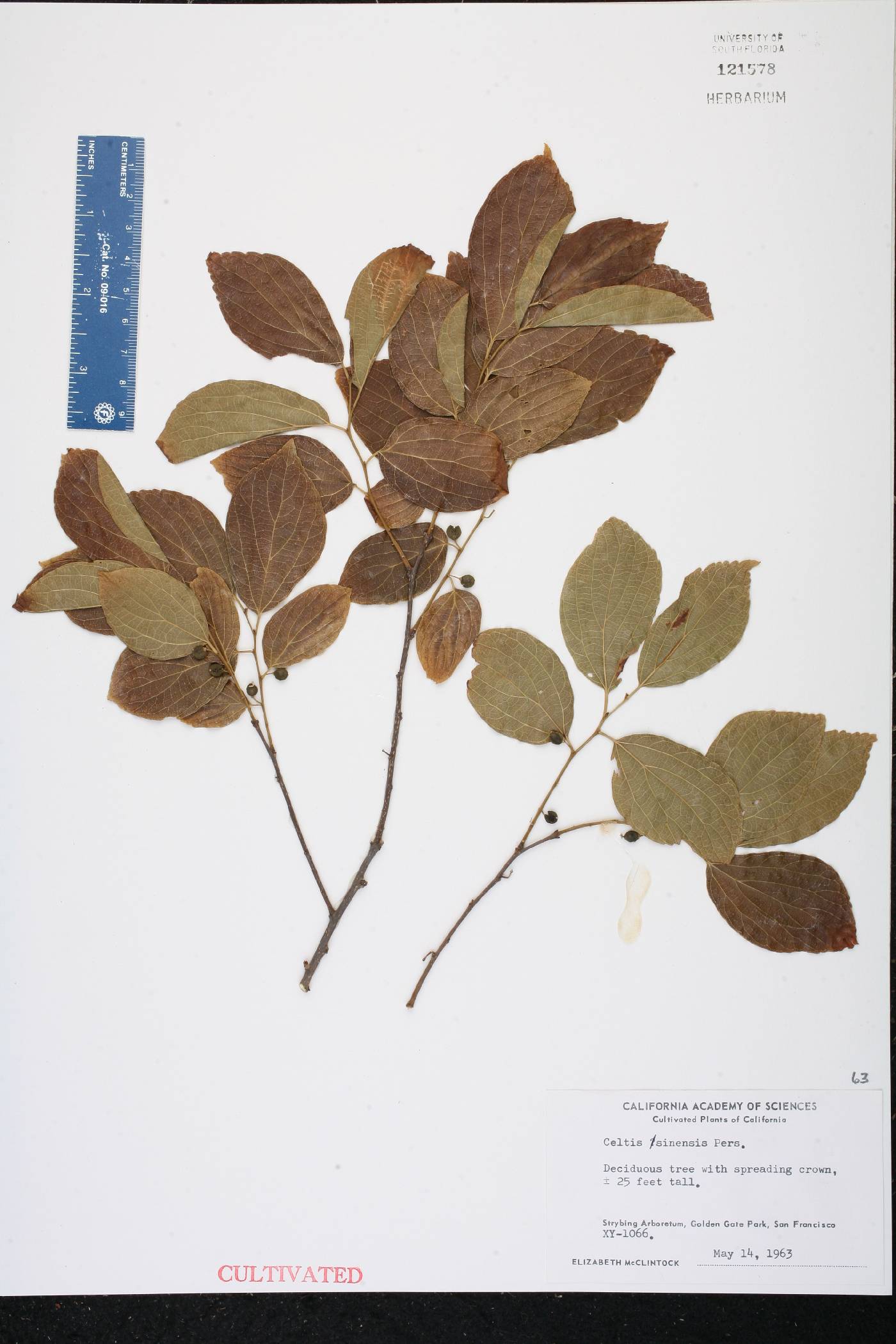 Celtis sinensis image