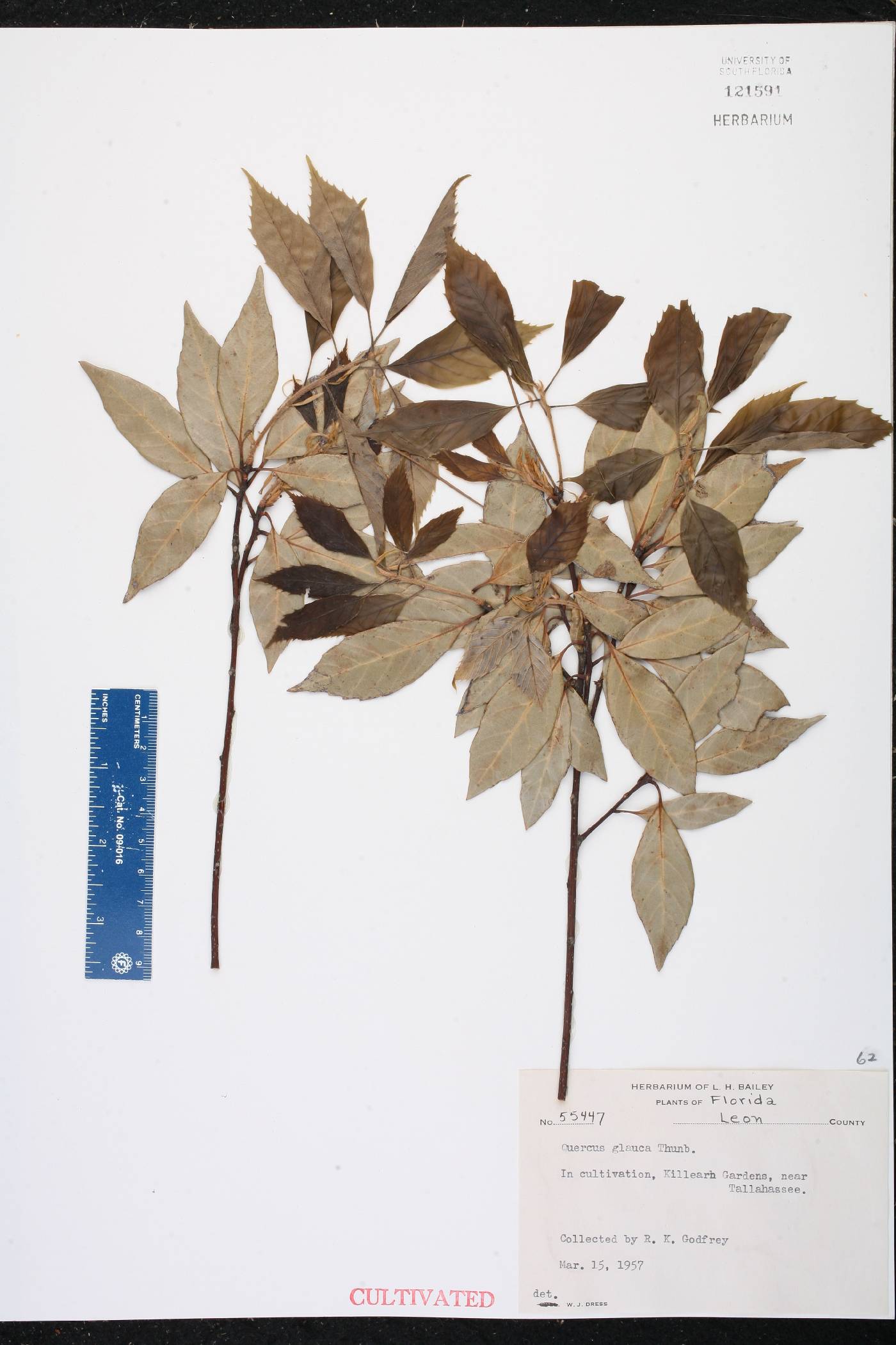 Quercus glauca image