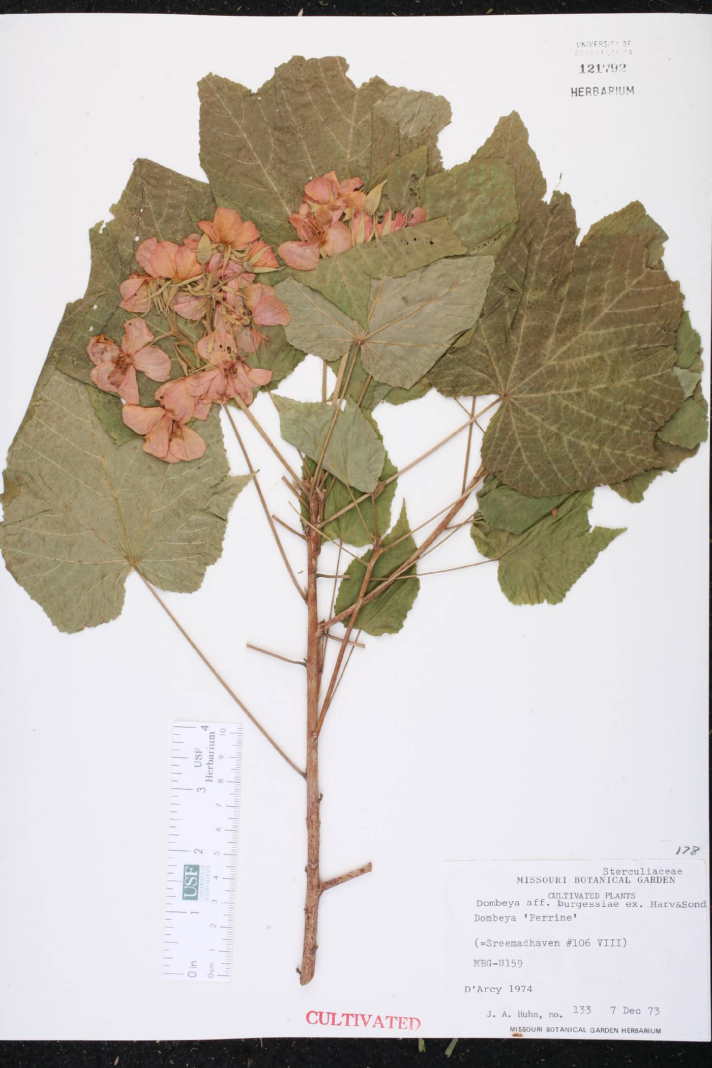 Dombeya burgessiae image