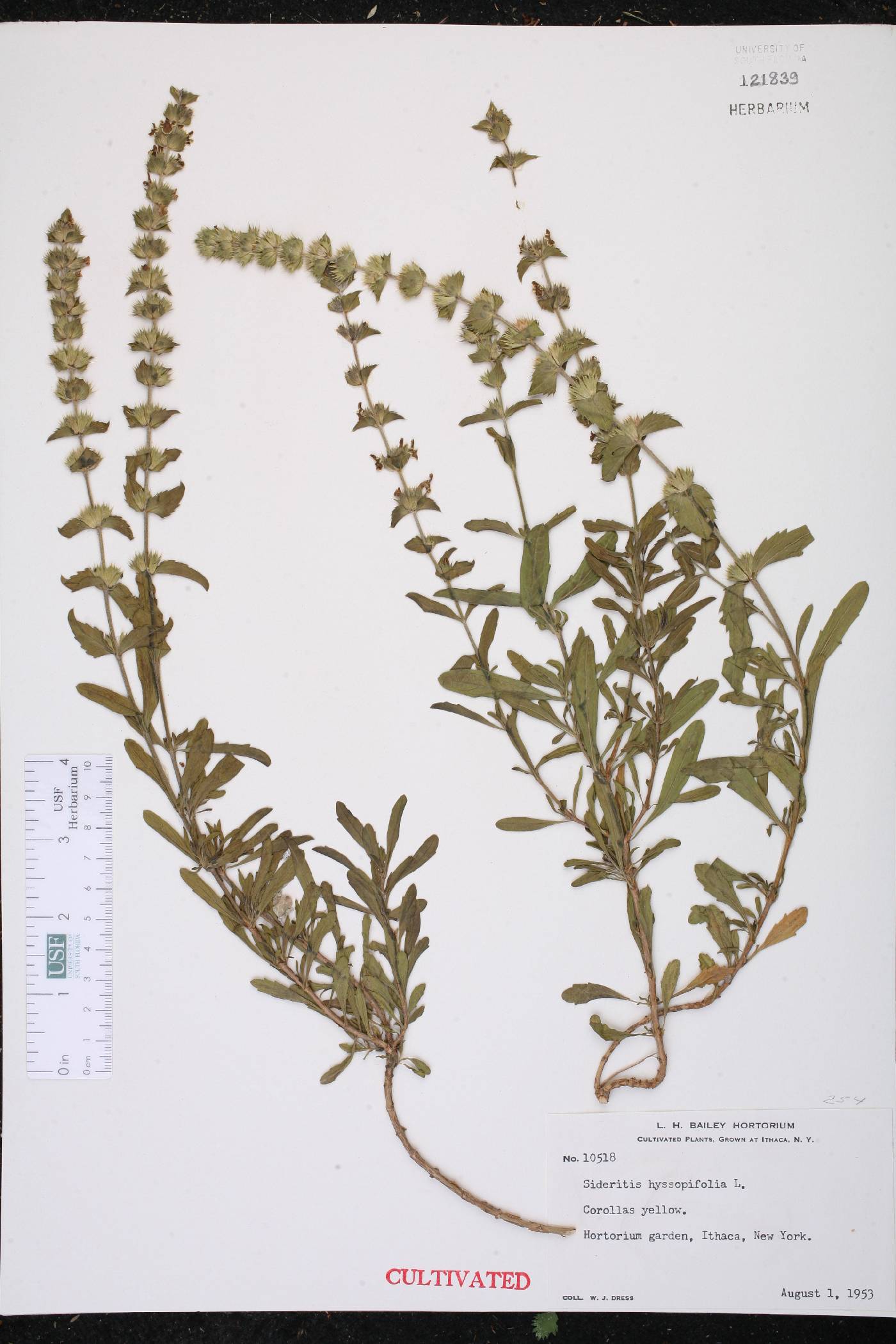 Sideritis hyssopifolia image