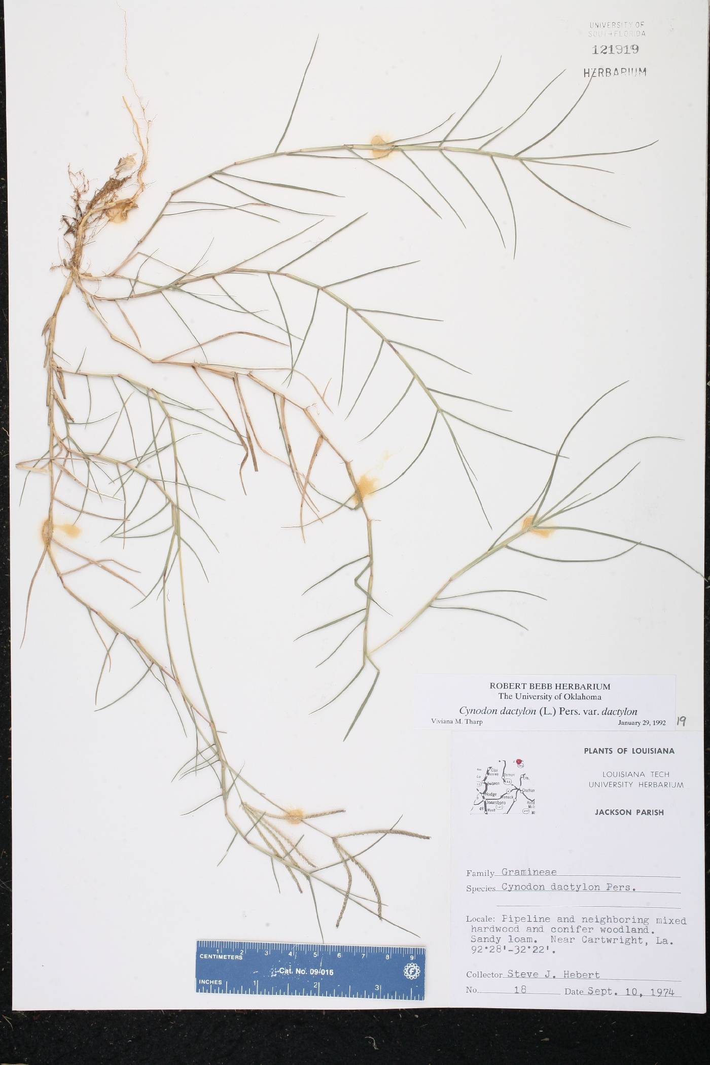 Cynodon dactylon var. dactylon image