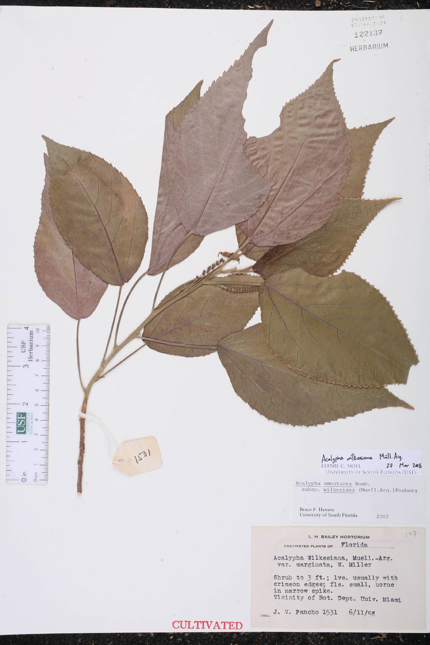 Acalypha wilkesiana image