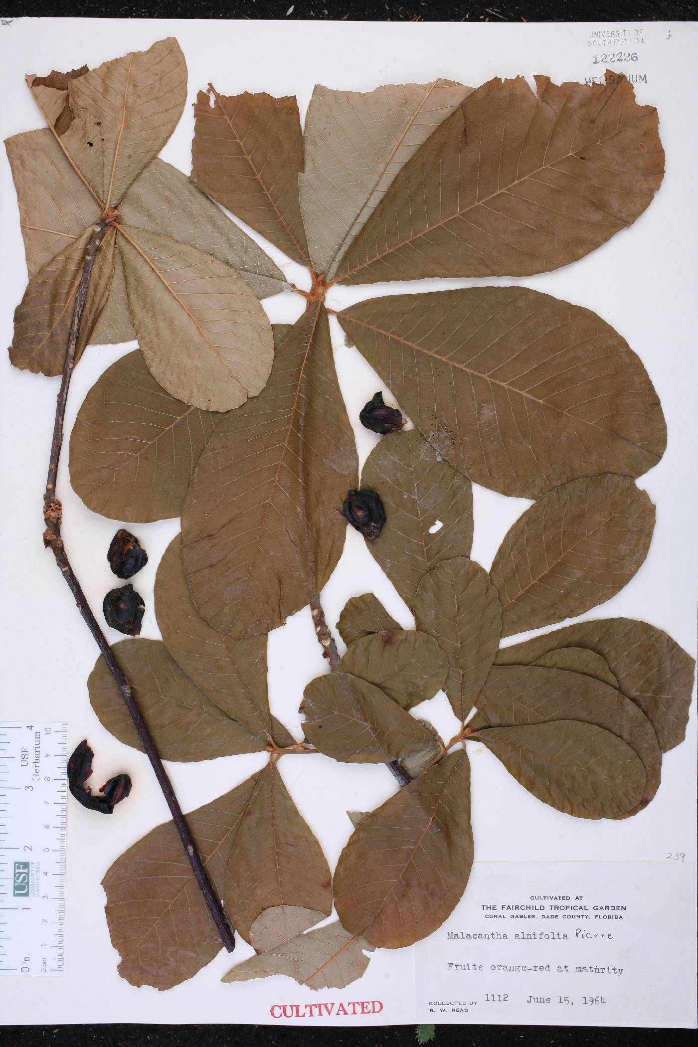 Pouteria alnifolia var. alnifolia image