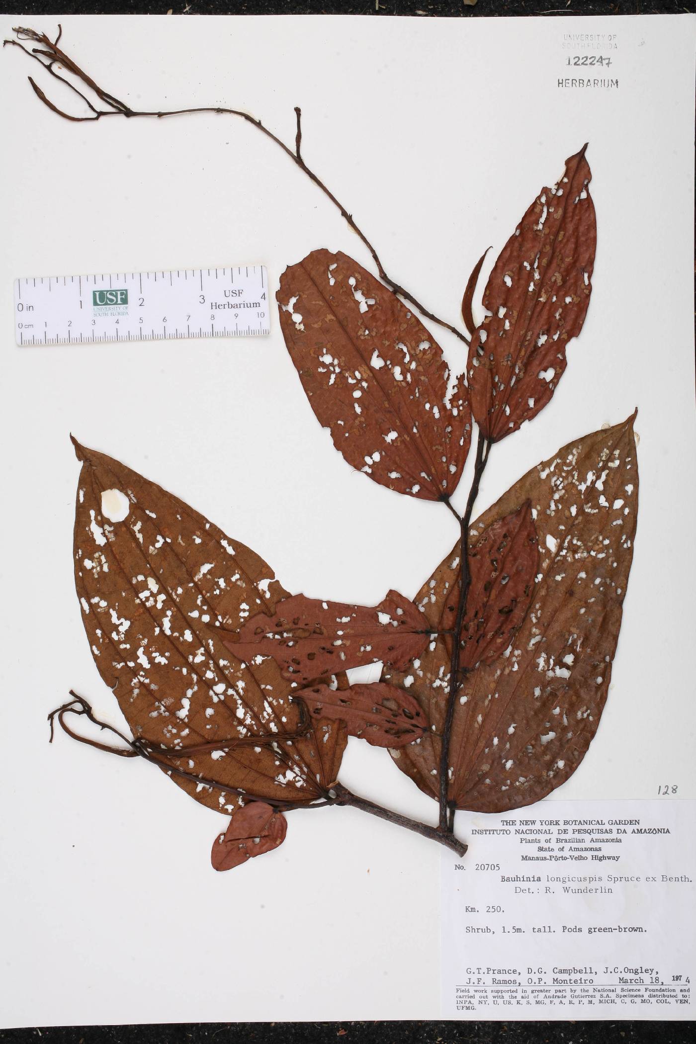 Bauhinia longicuspis image