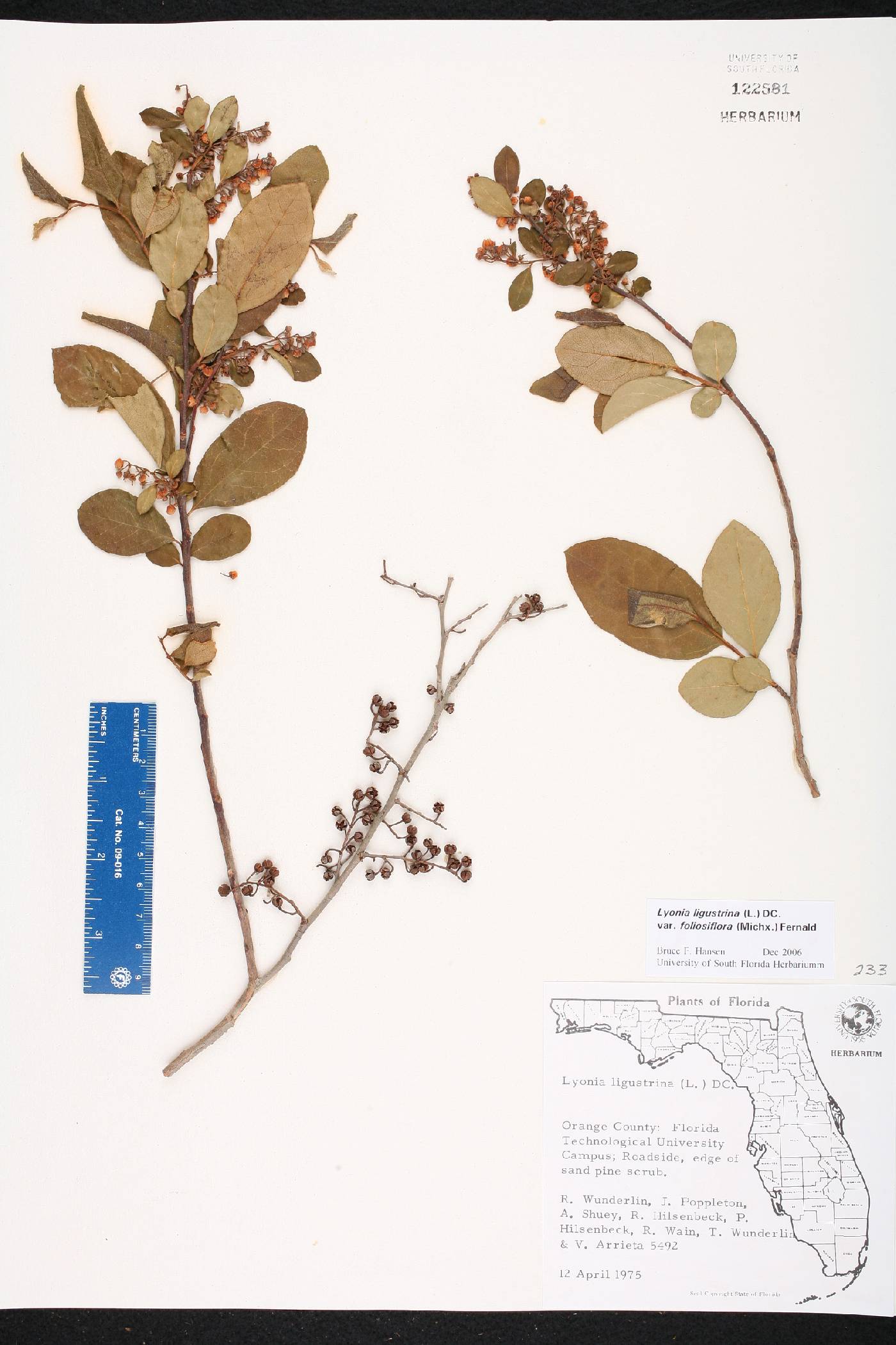 Lyonia ligustrina var. foliosiflora image