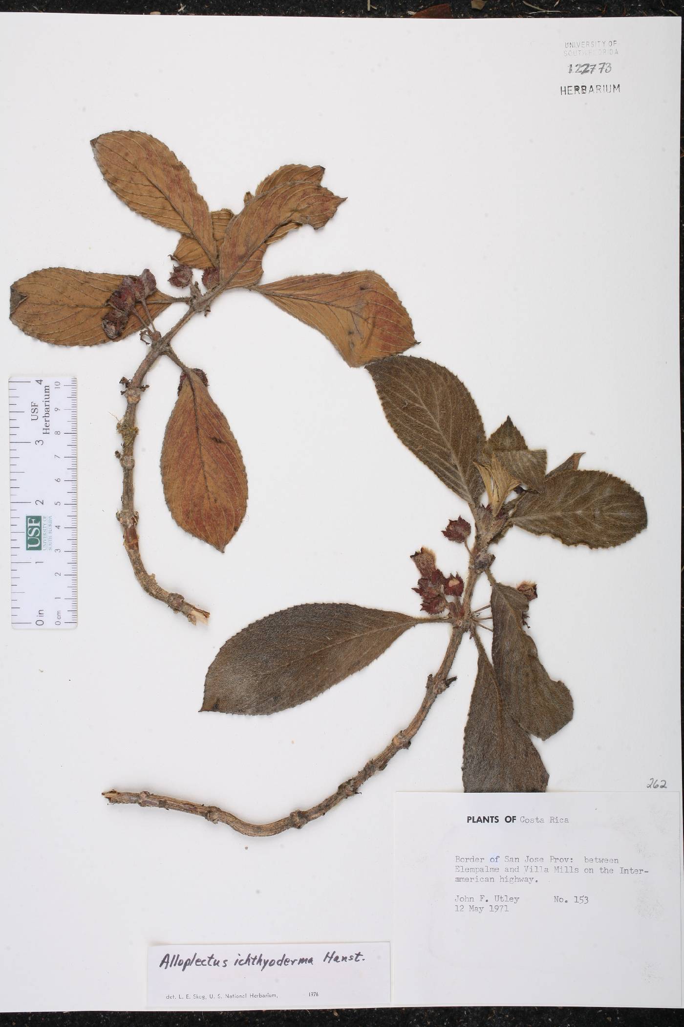 Glossoloma ichthyoderma image