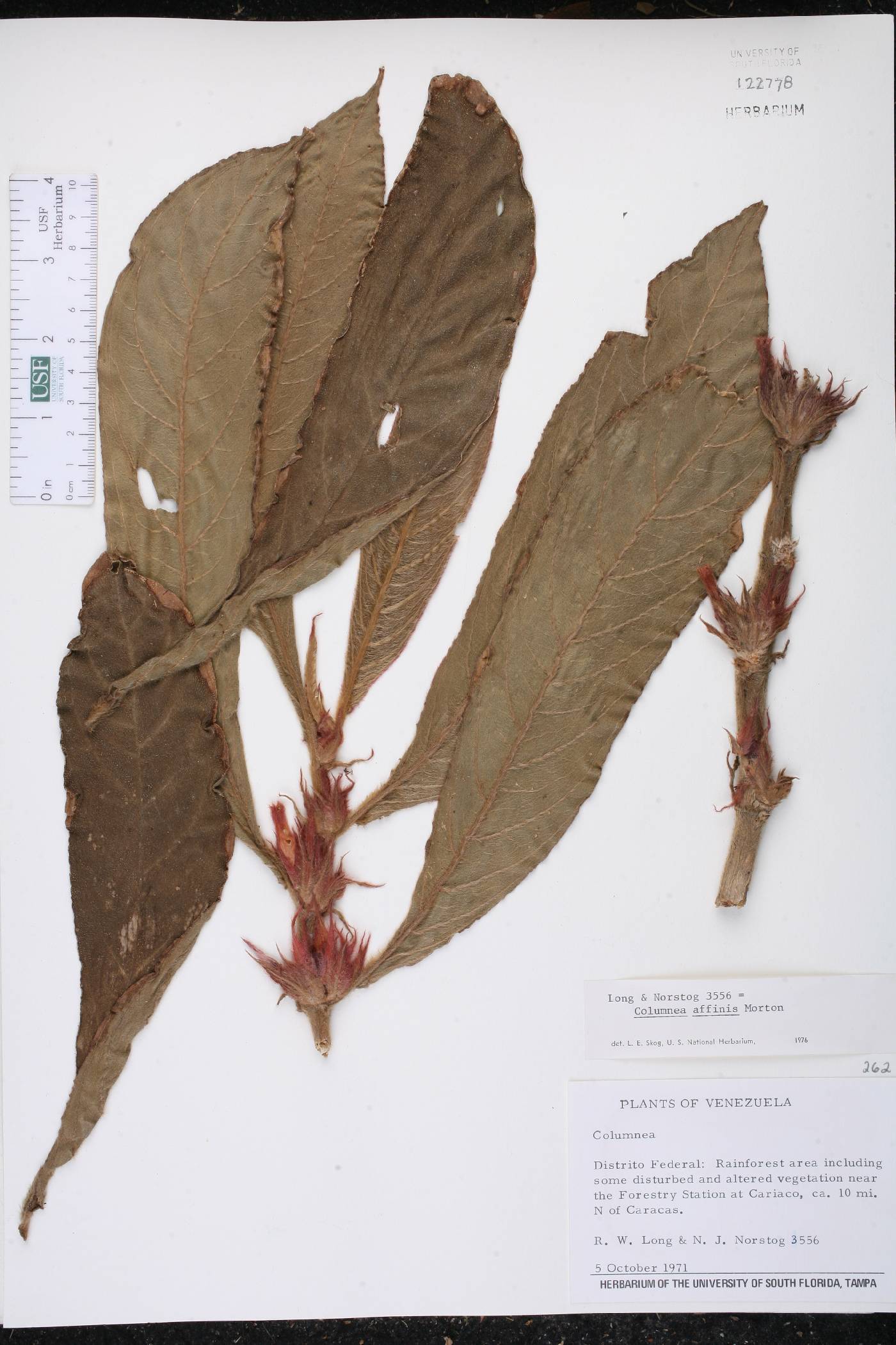 Columnea sanguinea image