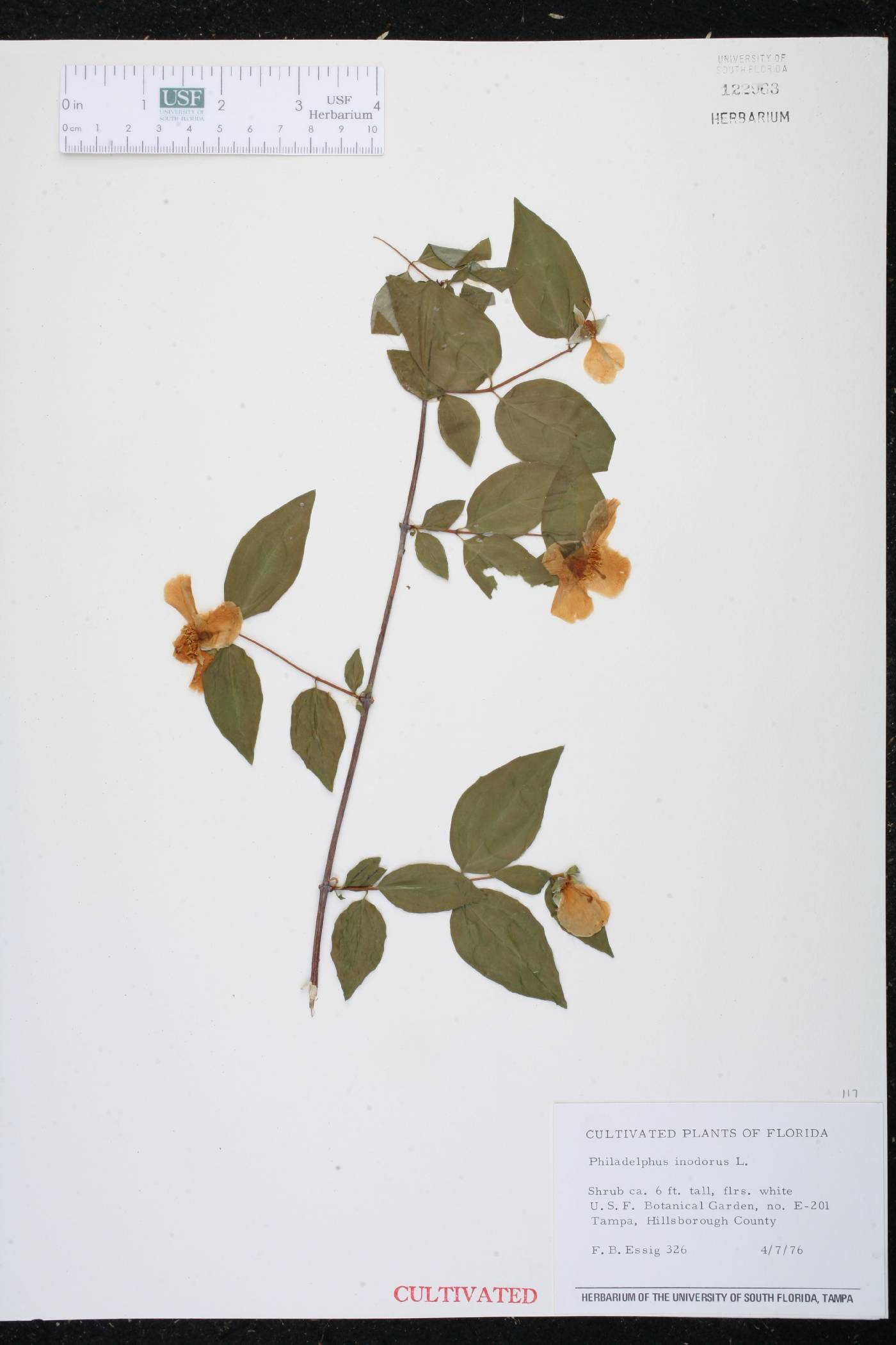 Philadelphus inodorus image