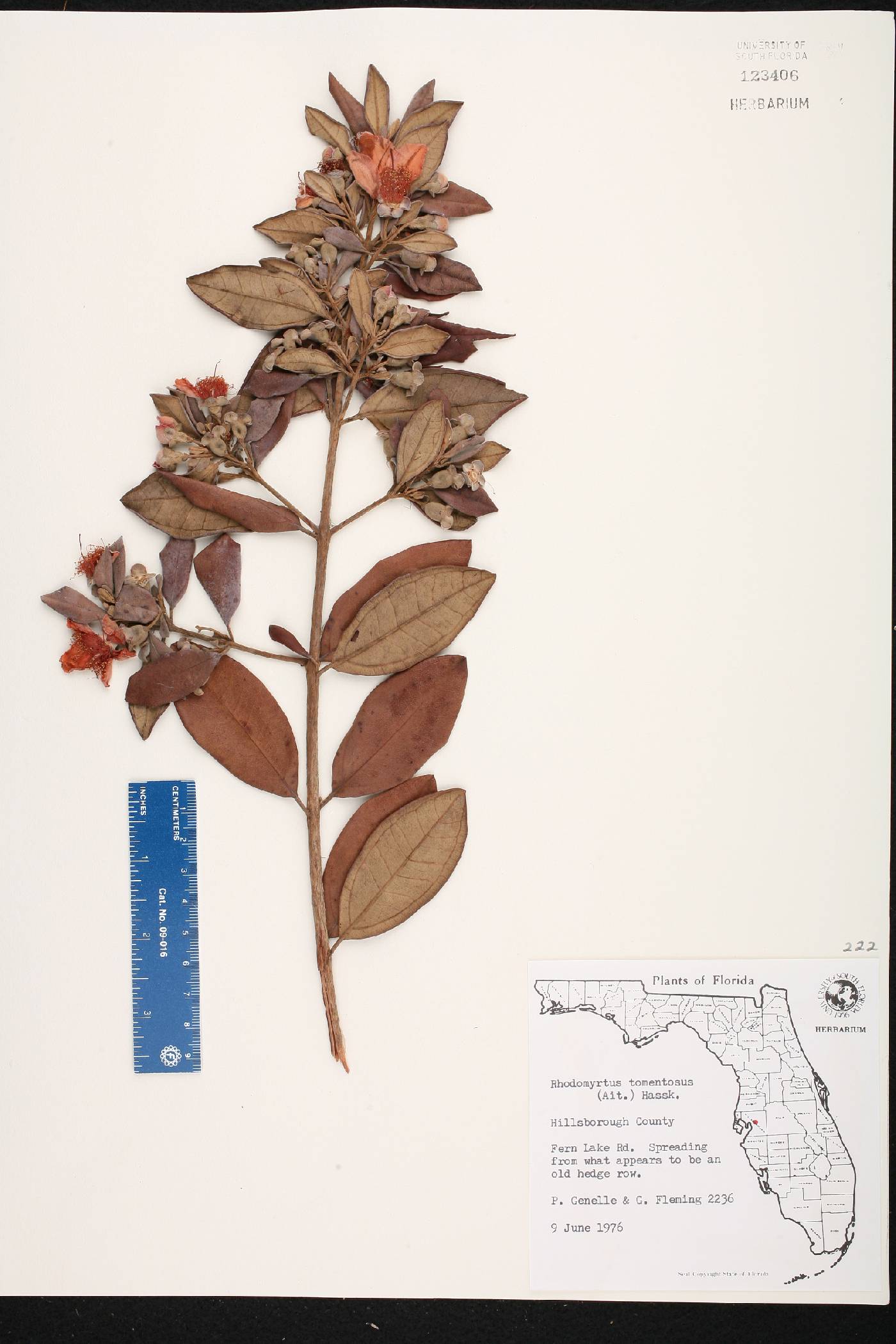 Rhodomyrtus tomentosa image