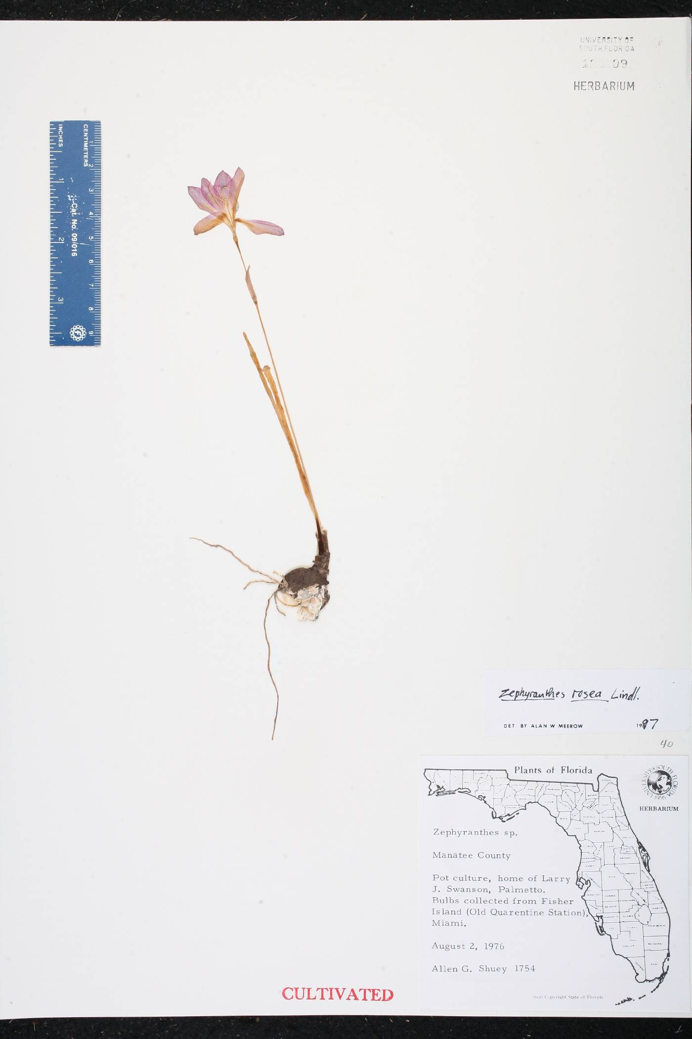 Zephyranthes rosea image