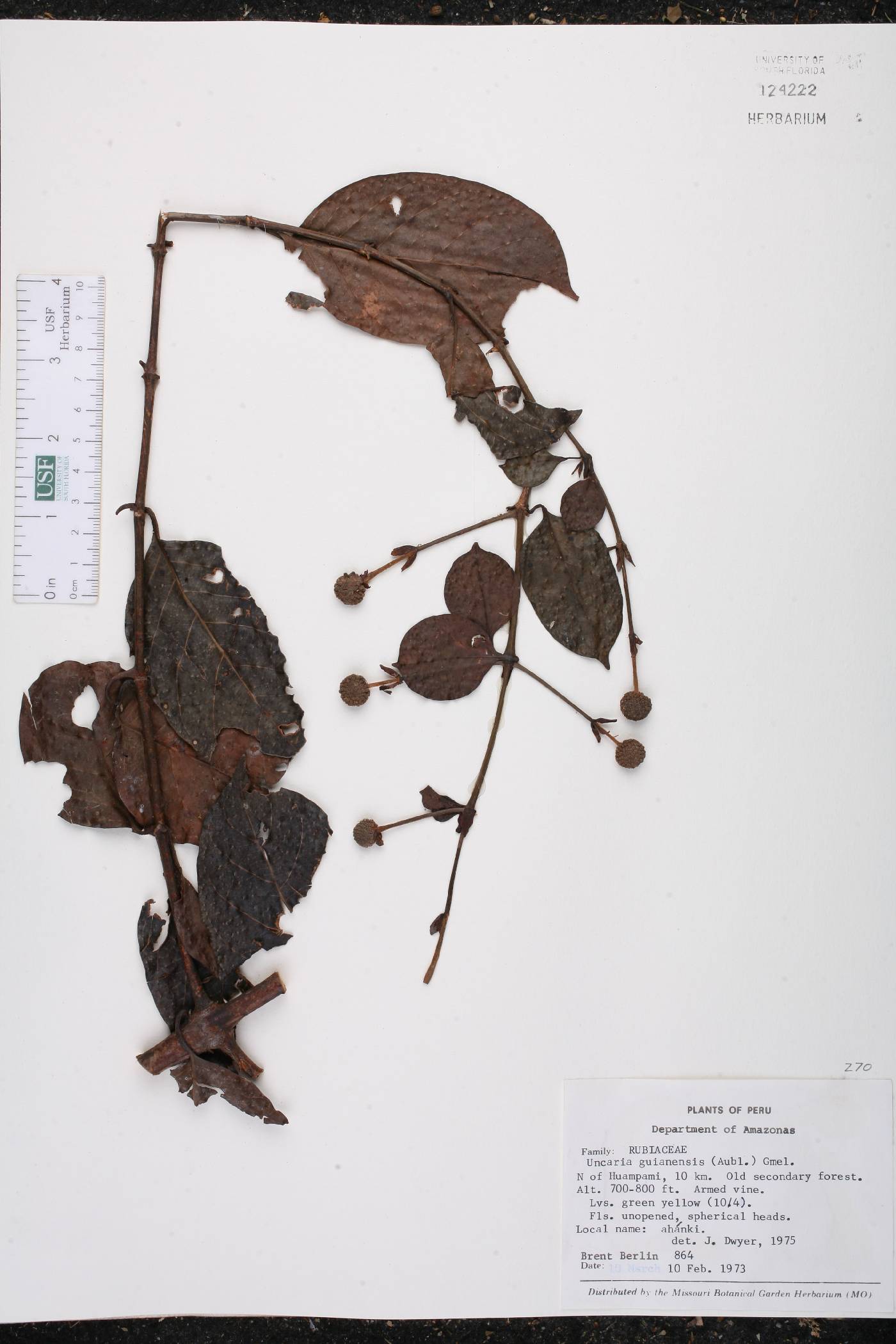 Uncaria guianensis image