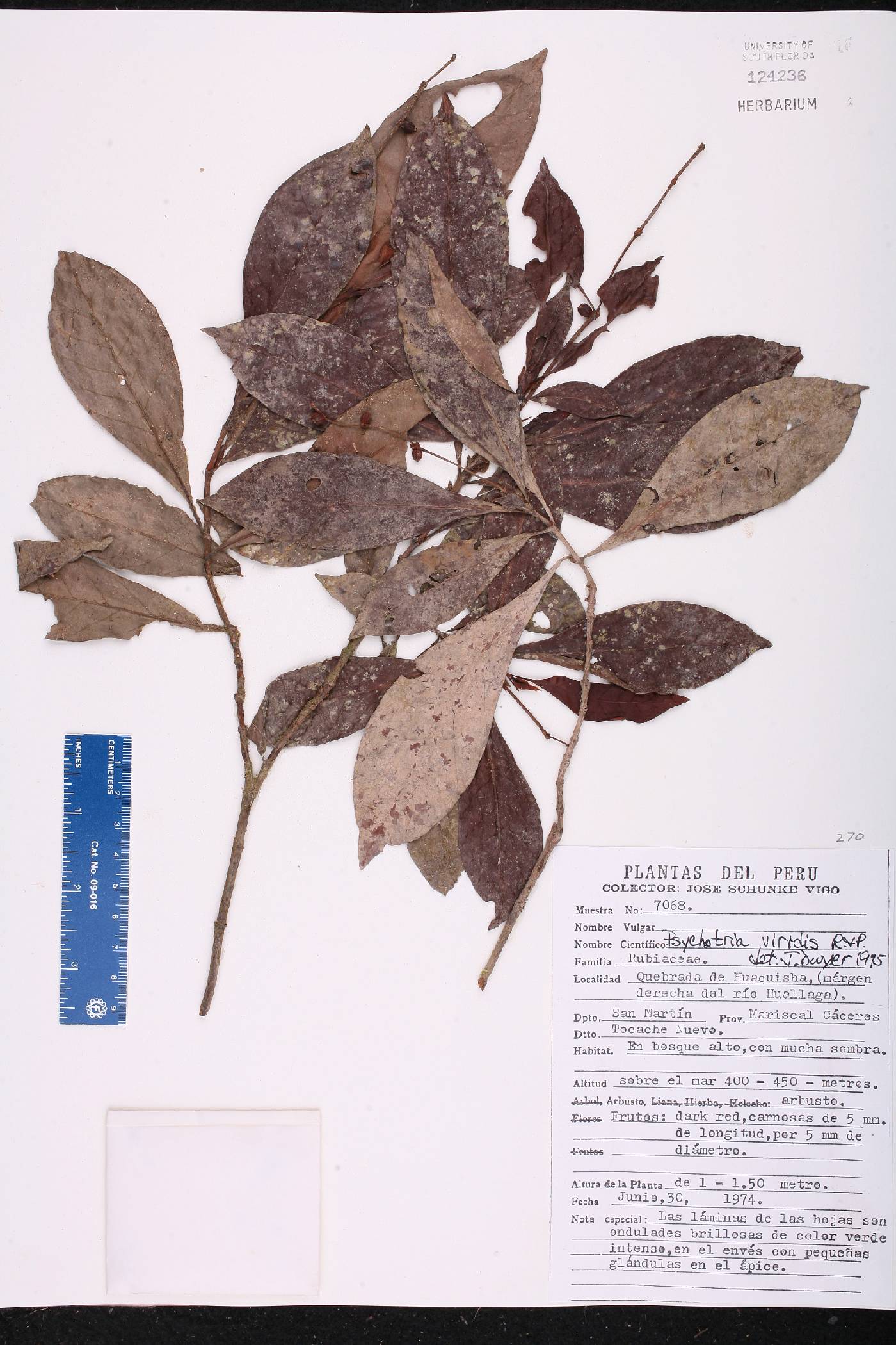 Psychotria viridis image