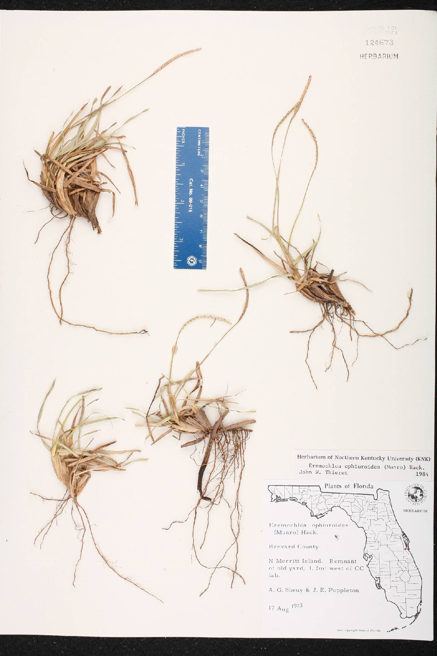 Eremochloa ophiuroides image