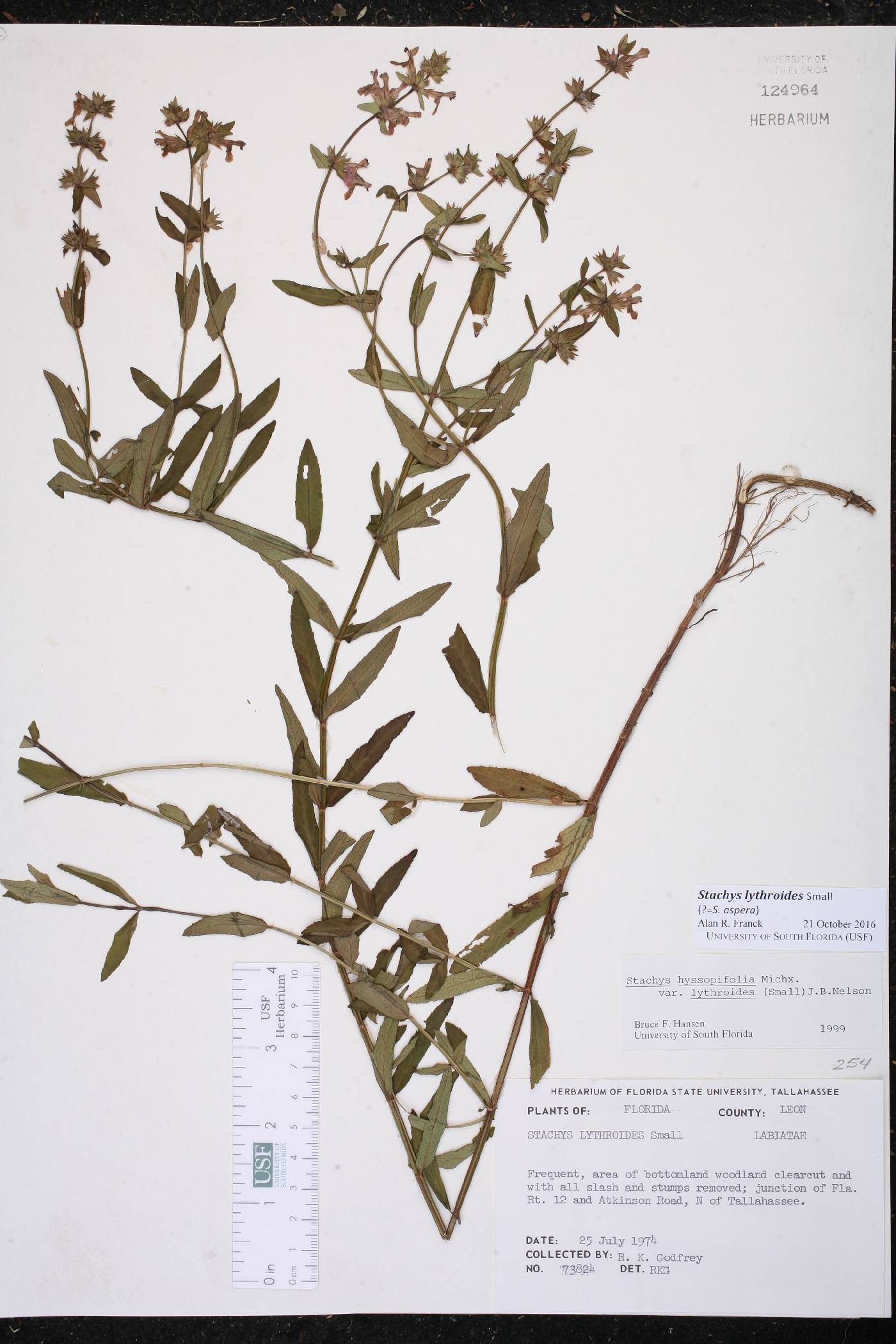 Stachys lythroides image