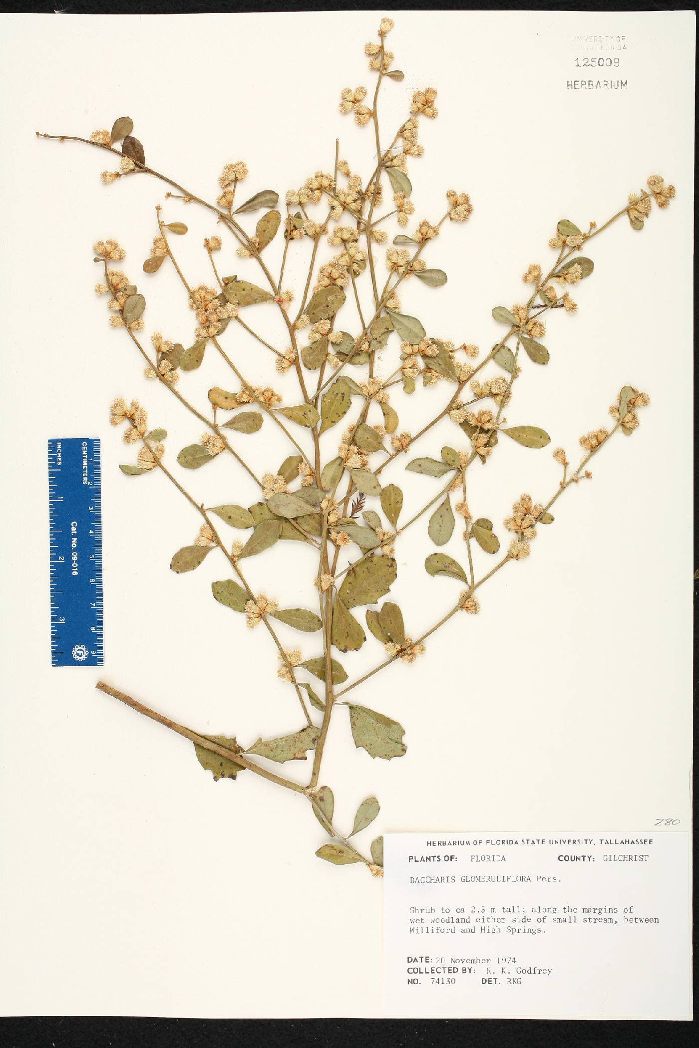 Baccharis glomeruliflora image