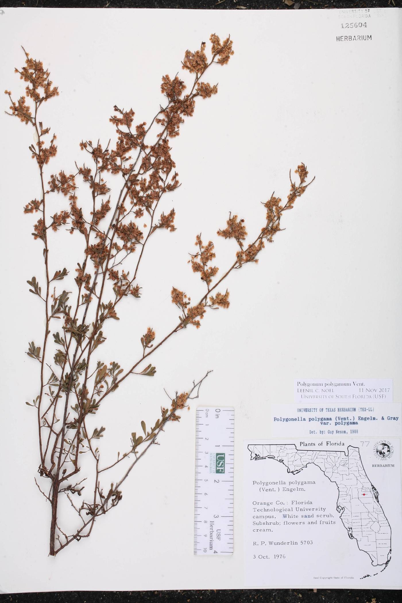 Polygonum polygamum var. polygamum image