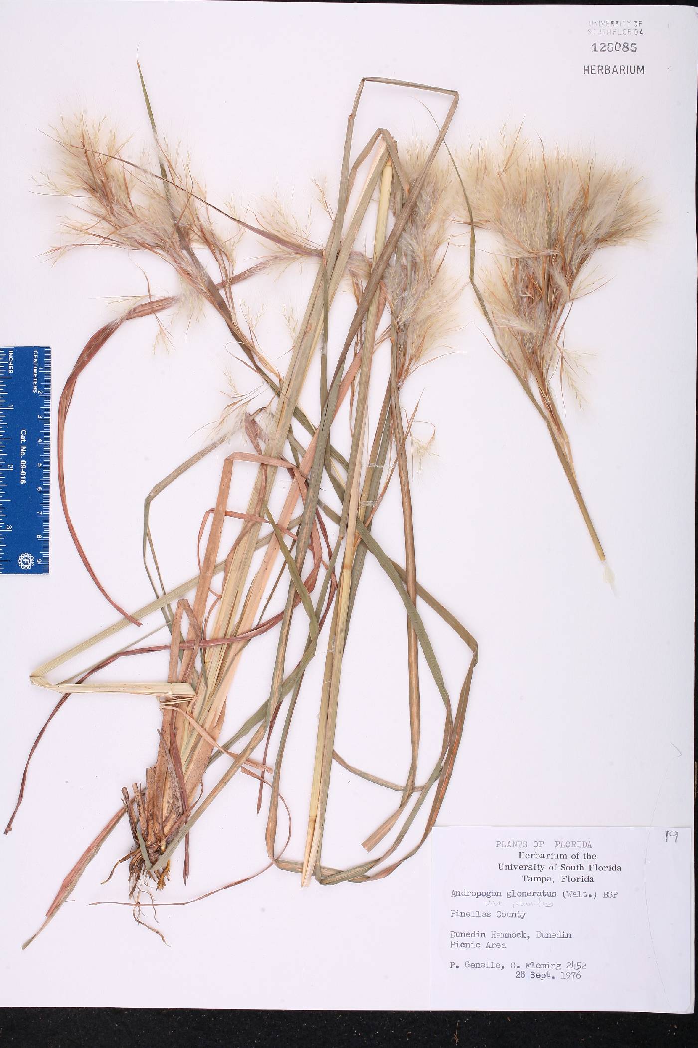 Andropogon glomeratus var. pumilus image