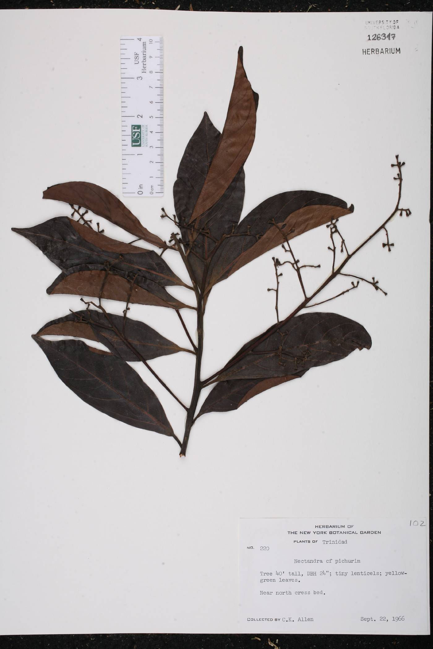 Nectandra pichurim image