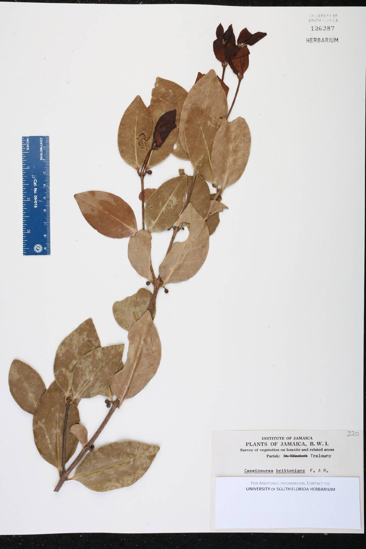 Cassipourea brittoniana image