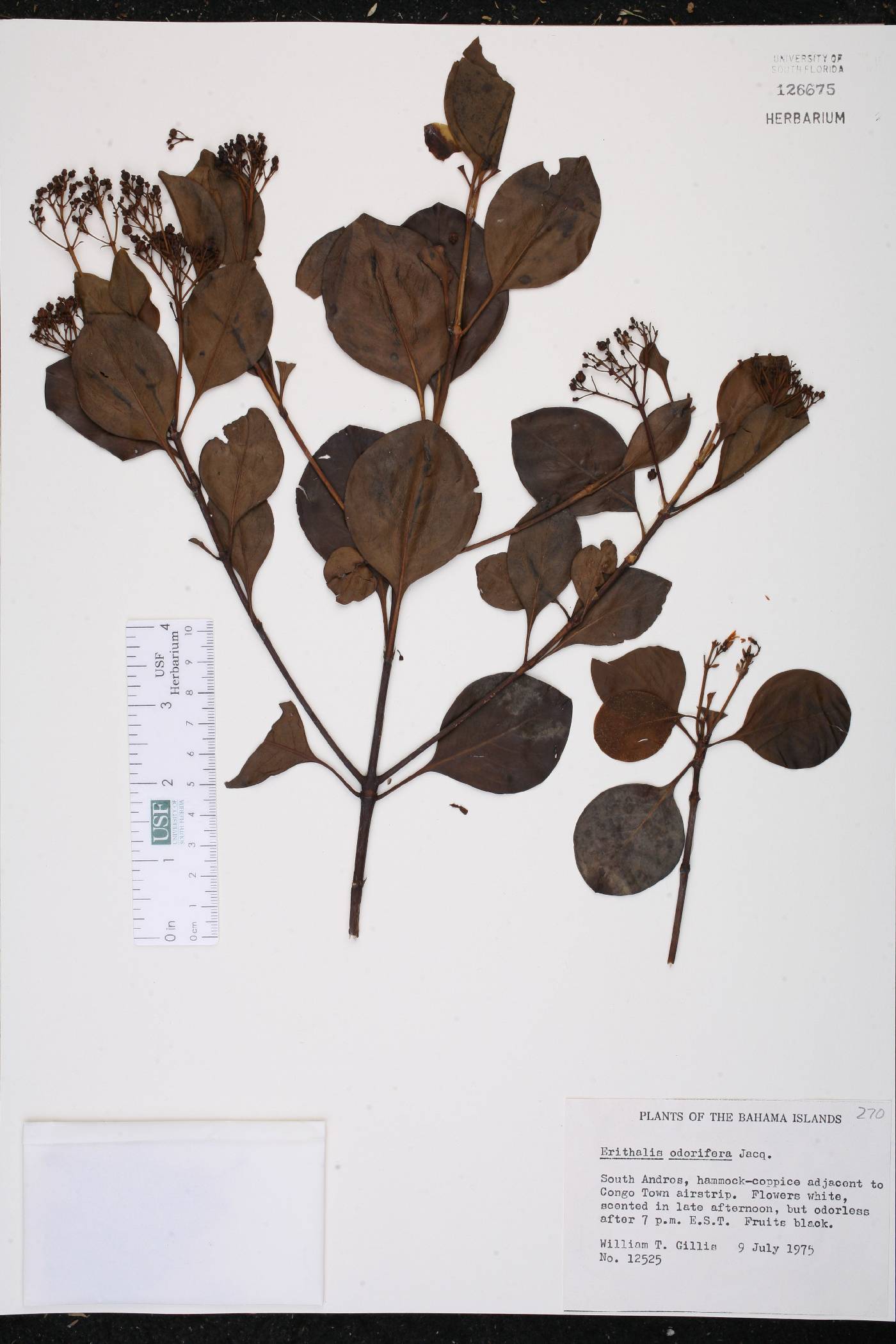 Erithalis odorifera image