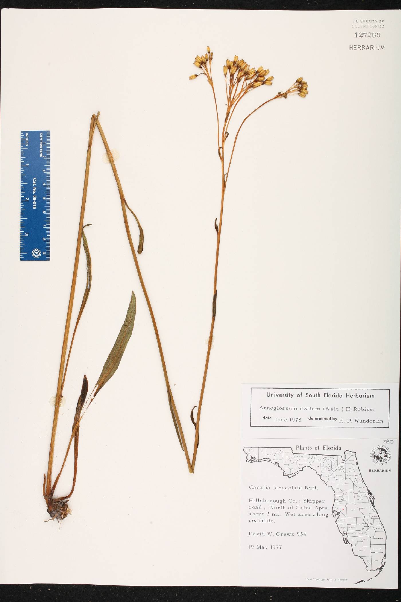Arnoglossum ovatum image