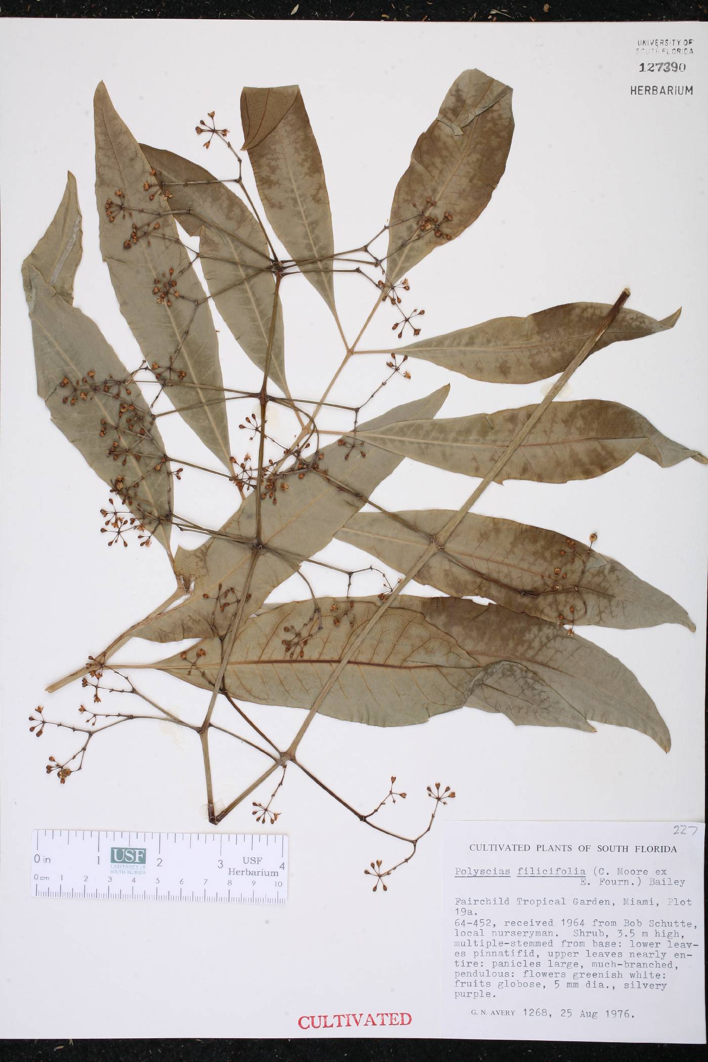 Polyscias filicifolia image